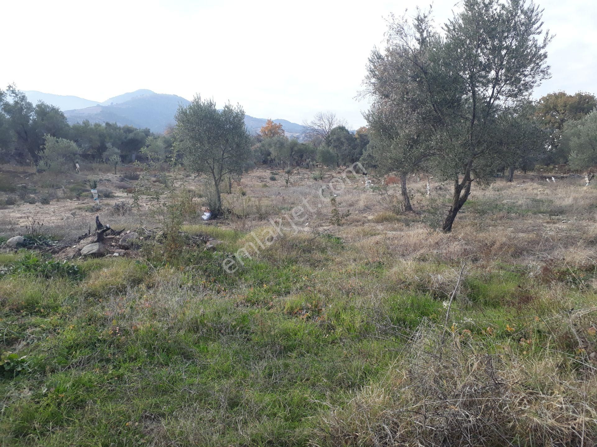 Karacasu Yenice Mahallesinde Satılık Zeytinlik - Görsel 18