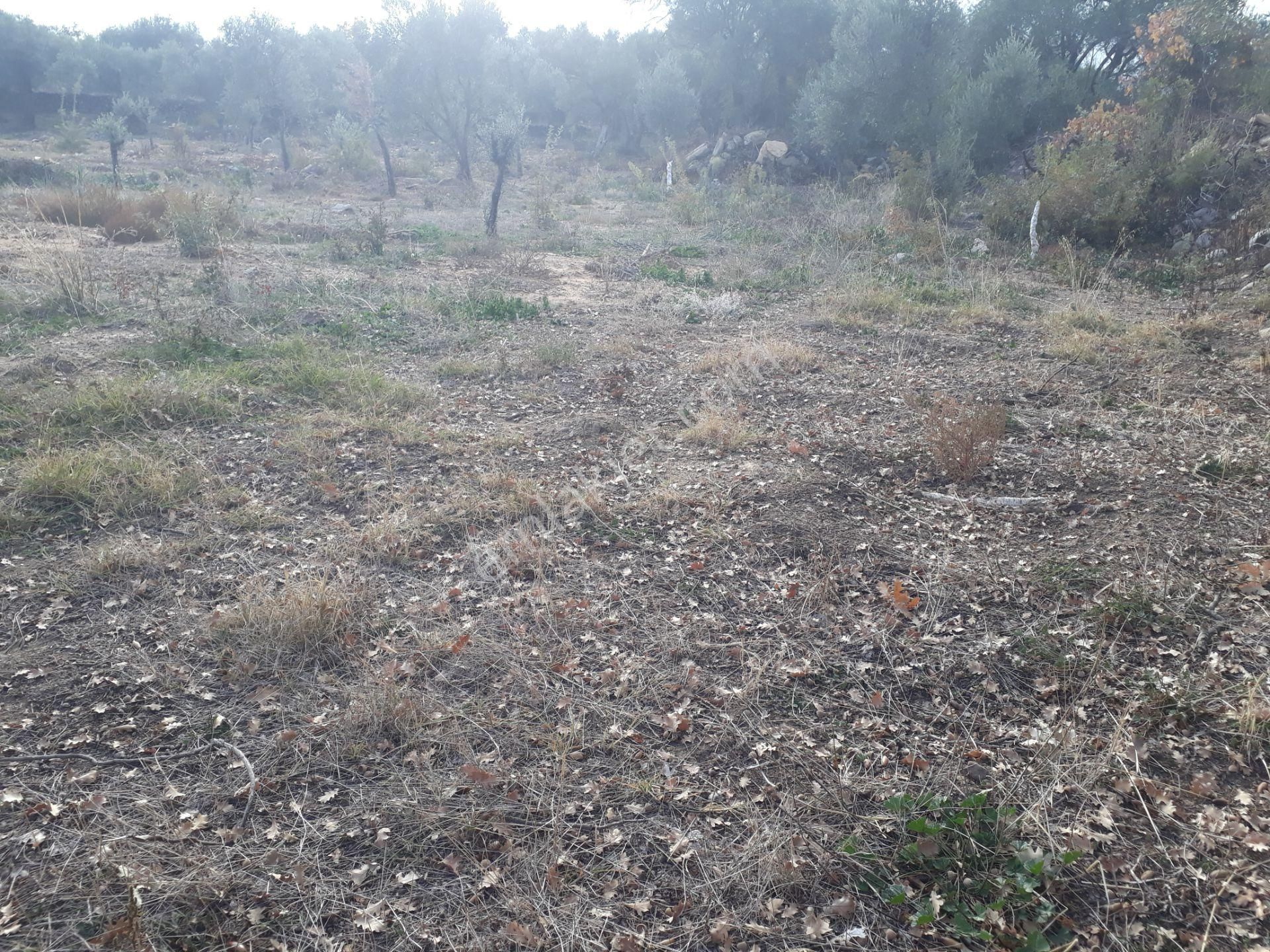 Karacasu Yenice Mahallesinde Satılık Zeytinlik - Görsel 32