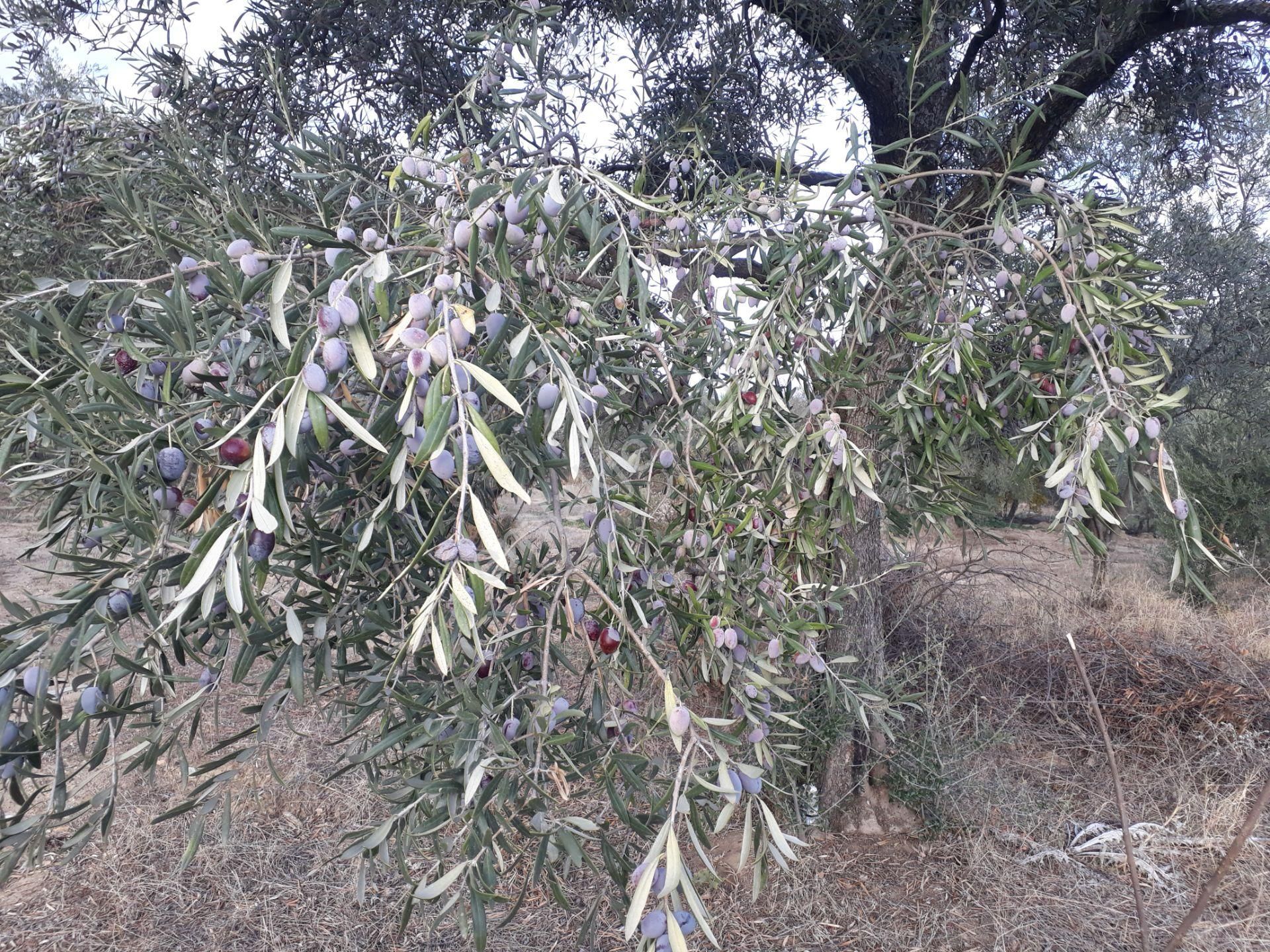 Karacasu Yenice Mahallesinde Satılık Zeytinlik - Görsel 3