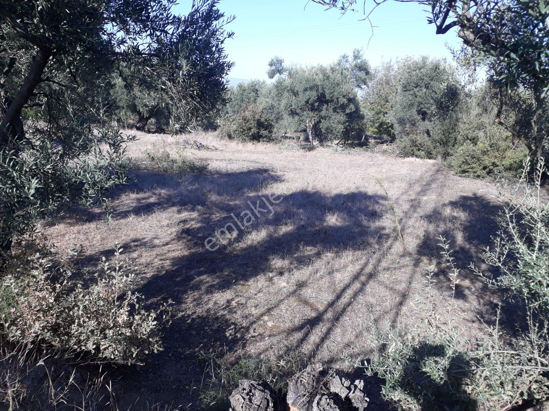 Karacasu Yenice Mahallesinde Satılık Zeytinlik - Görsel 11
