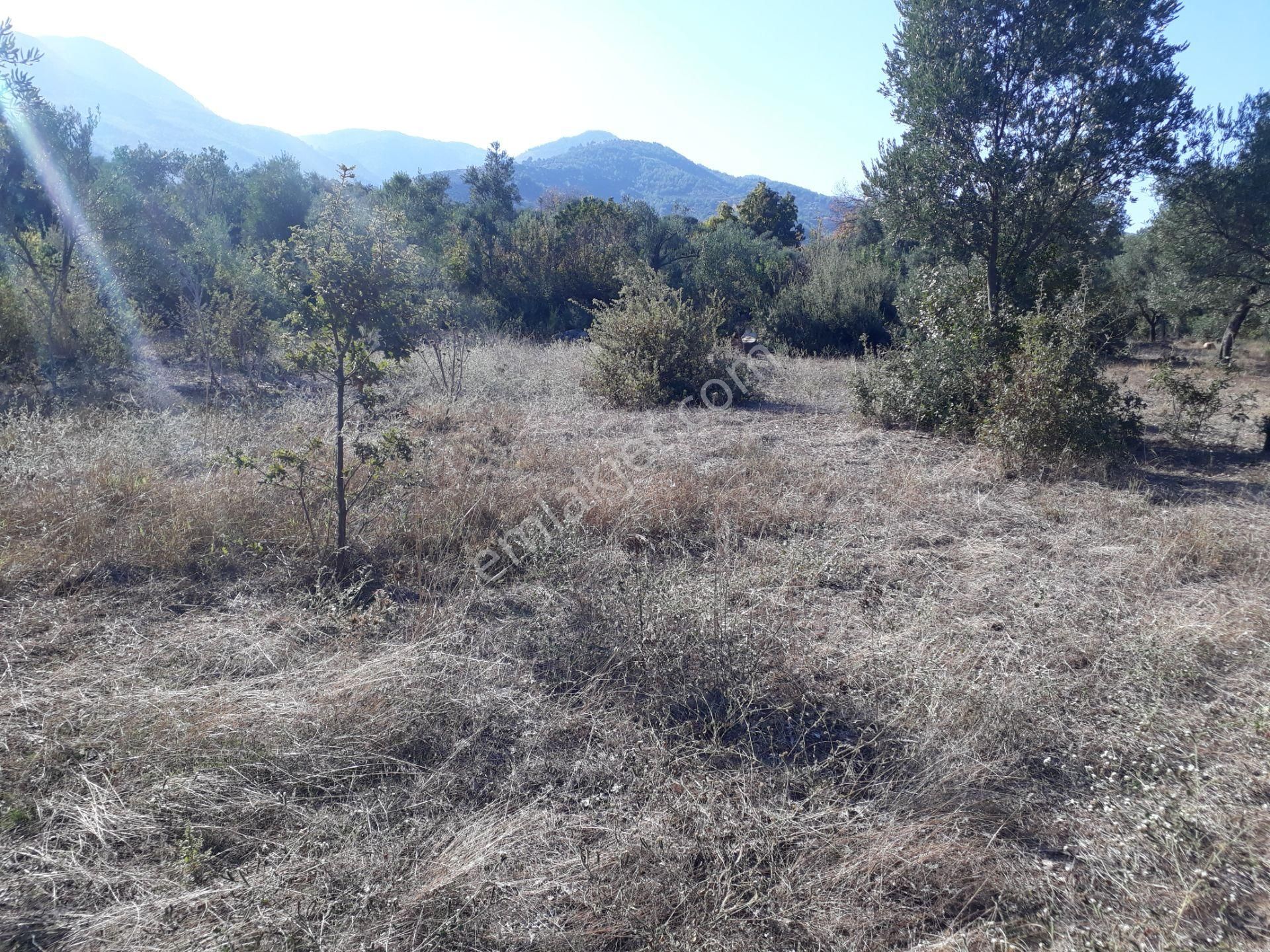 Karacasu Yenice Mahallesinde Satılık Zeytinlik - Görsel 17