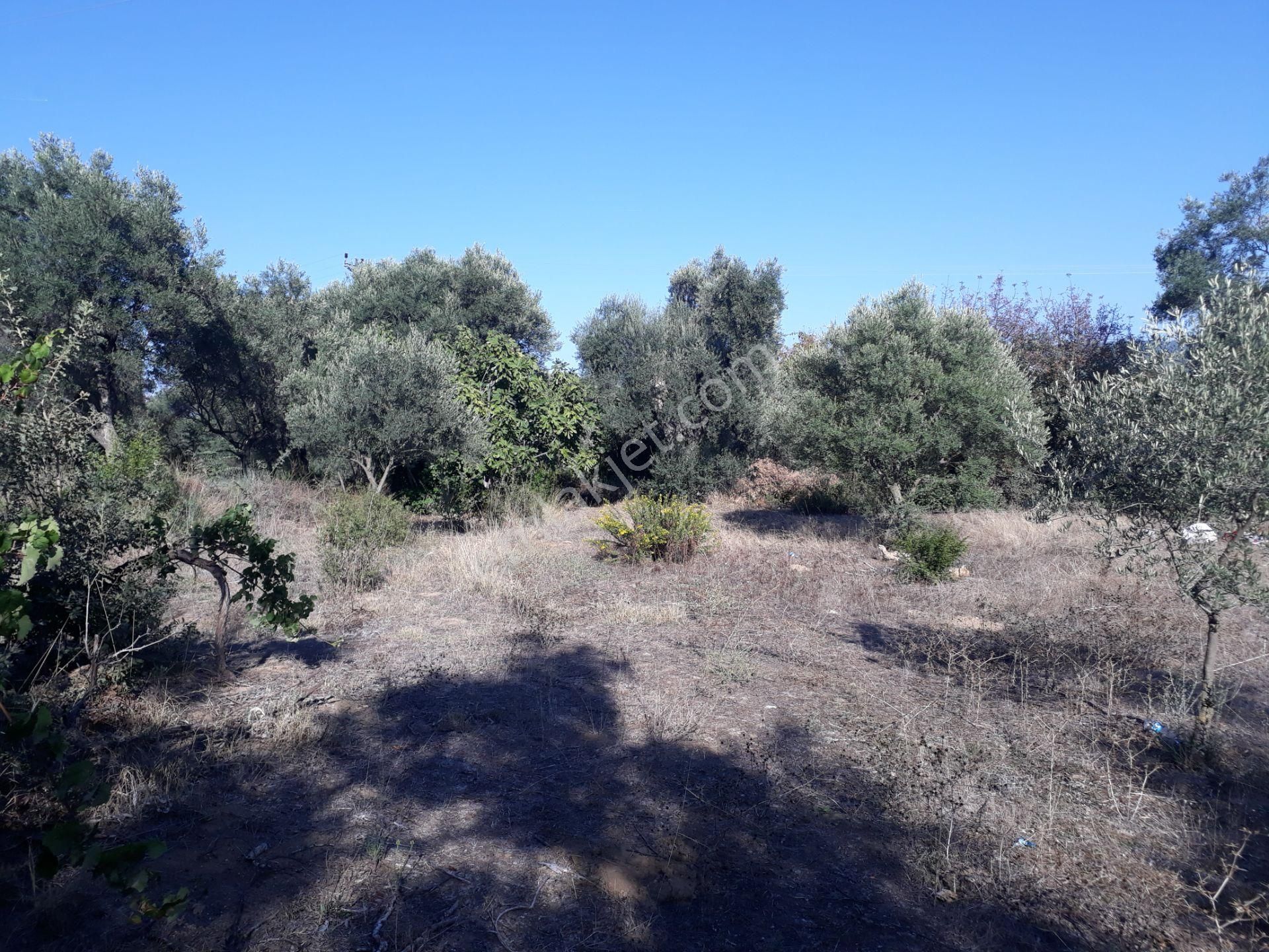 Karacasu Yenice Mahallesinde Satılık Zeytinlik - Görsel 24