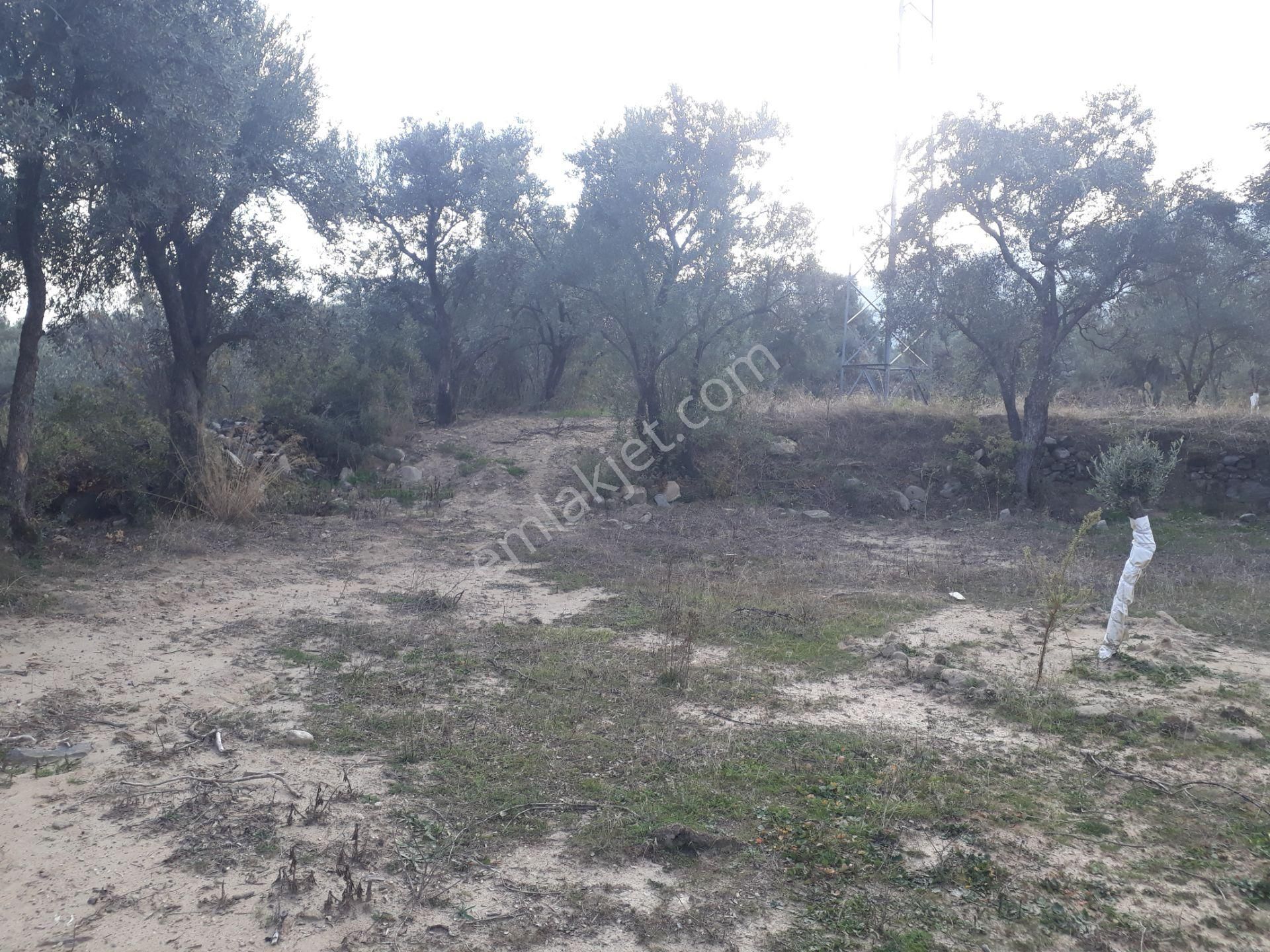 Karacasu Yenice Mahallesinde Satılık Zeytinlik - Görsel 26