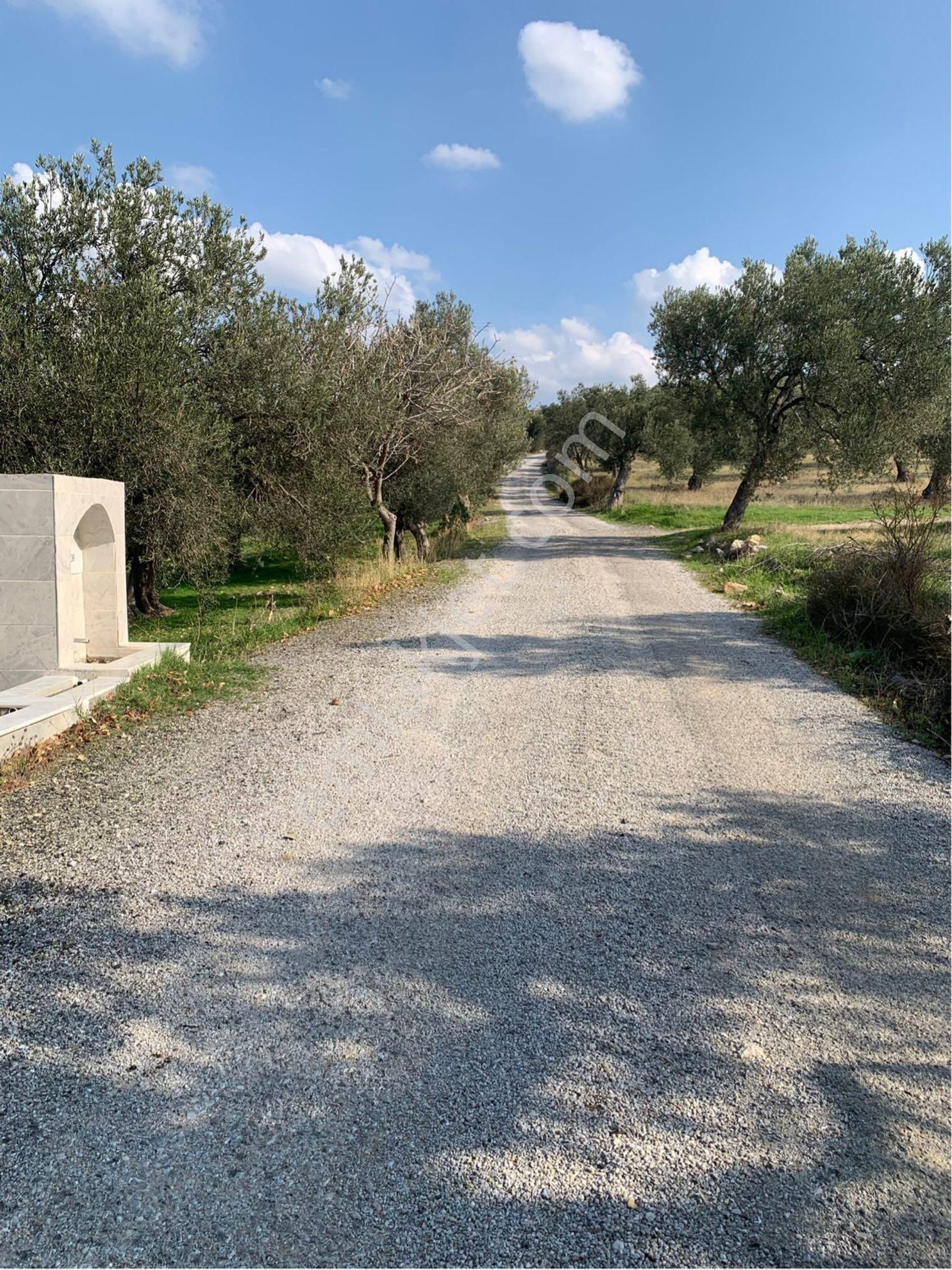 Deniz Manzaralı Zeytinlik Arazi - Görsel 2