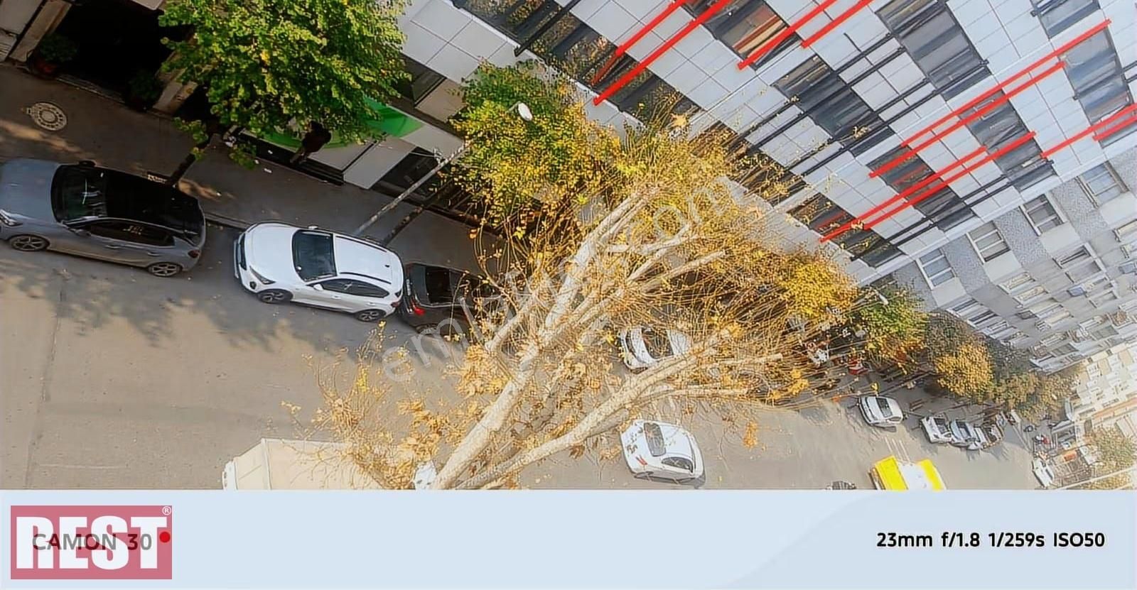 Siracevizler - Görsel 11