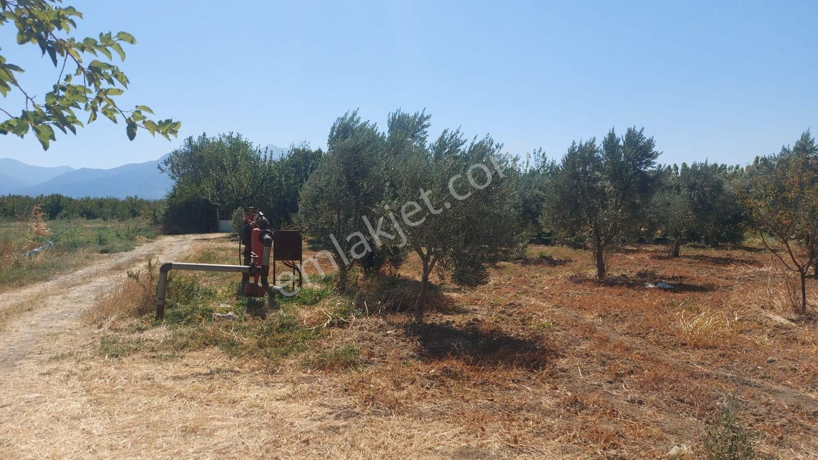 Kemalpaşa Çambel’de 4306 M² Avantajlı Bağ Arazisi – Yatırıma Uygun Konumda! - Görsel 9