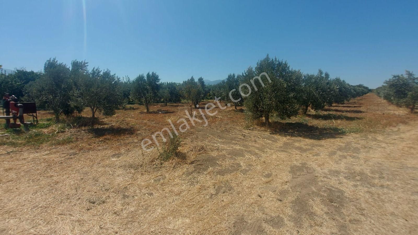 Kemalpaşa Çambel’de 4306 M² Avantajlı Bağ Arazisi – Yatırıma Uygun Konumda! - Görsel 11