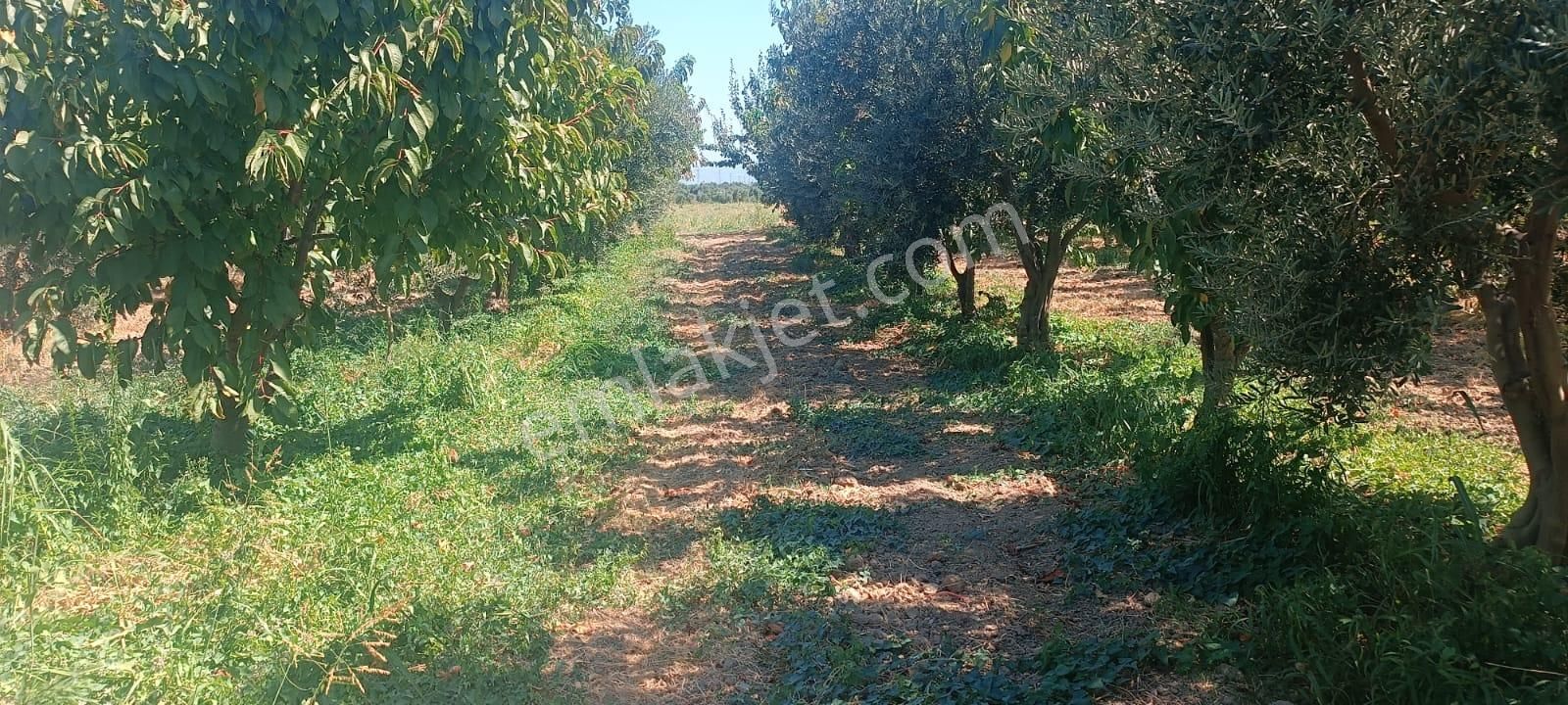 Kemalpaşa Çambel’de 4306 M² Avantajlı Bağ Arazisi – Yatırıma Uygun Konumda!