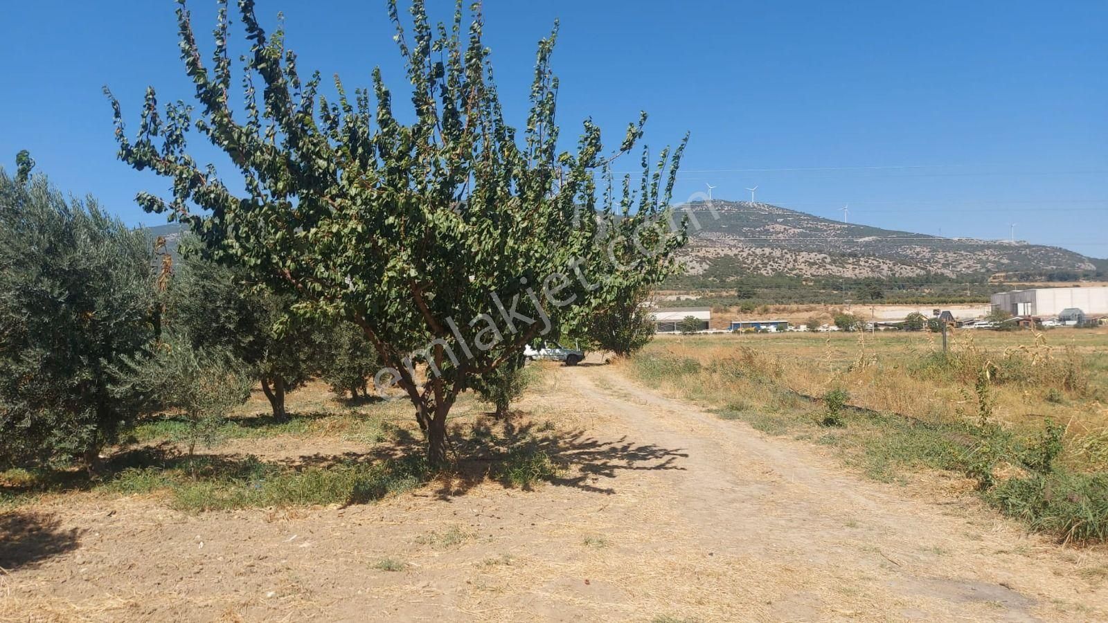 Kemalpaşa Çambel’de 4306 M² Avantajlı Bağ Arazisi – Yatırıma Uygun Konumda! - Görsel 2