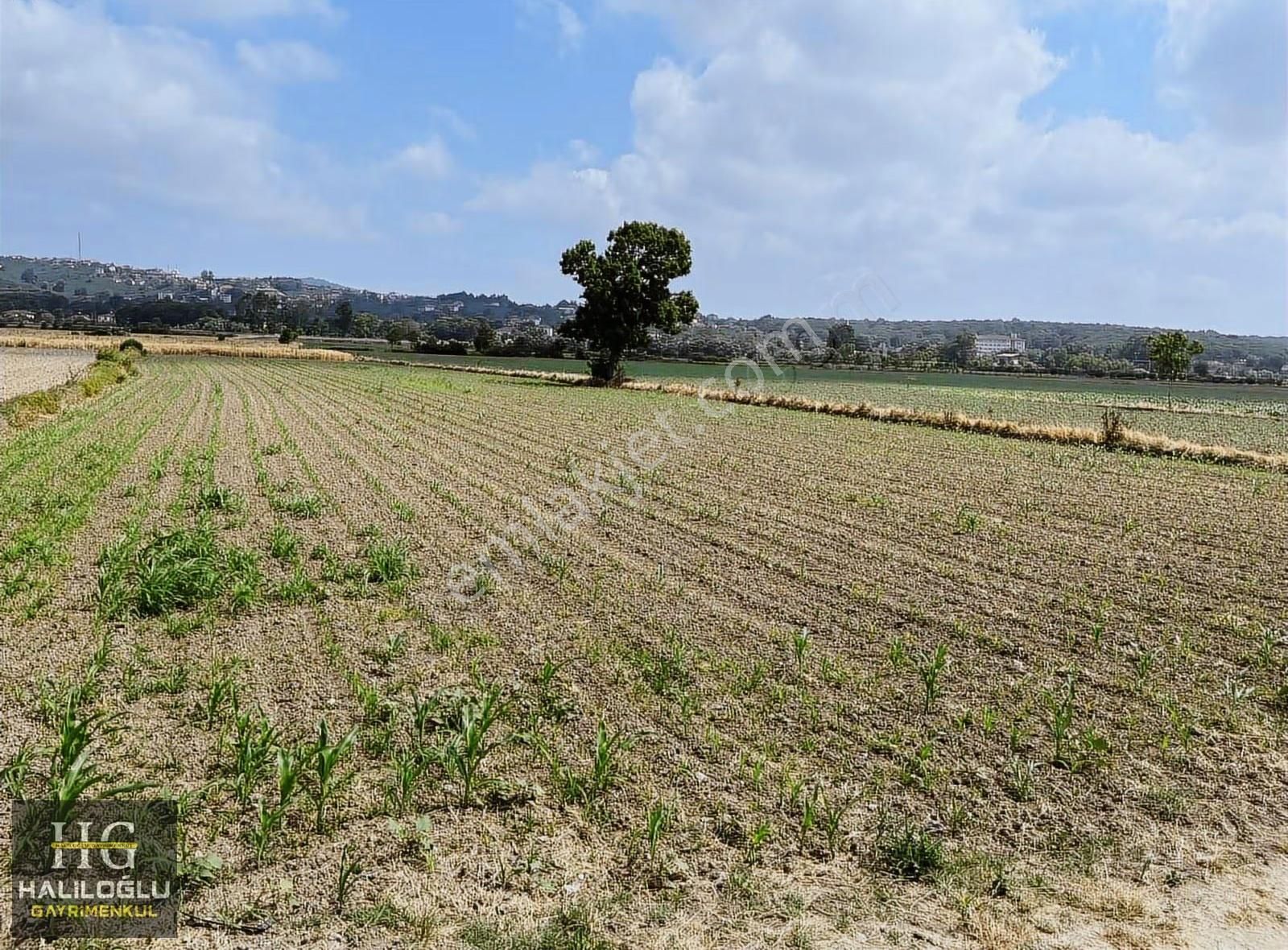 ️ Ferizli Sinanoğlu Ovasında Ana Yola Yakın Yatırımlık
