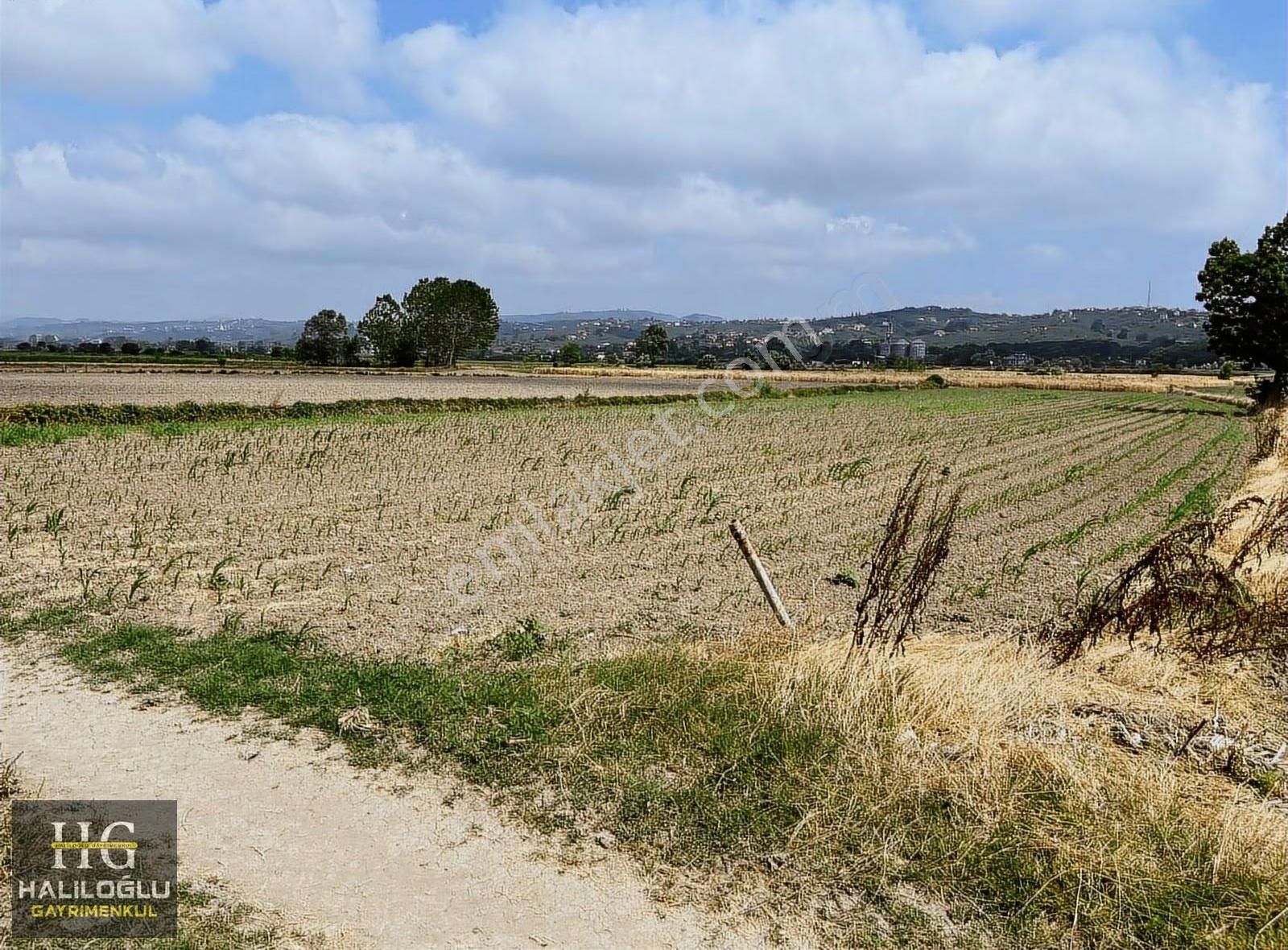 ️ Ferizli Sinanoğlu Ovasında Ana Yola Yakın Yatırımlık - Görsel 3