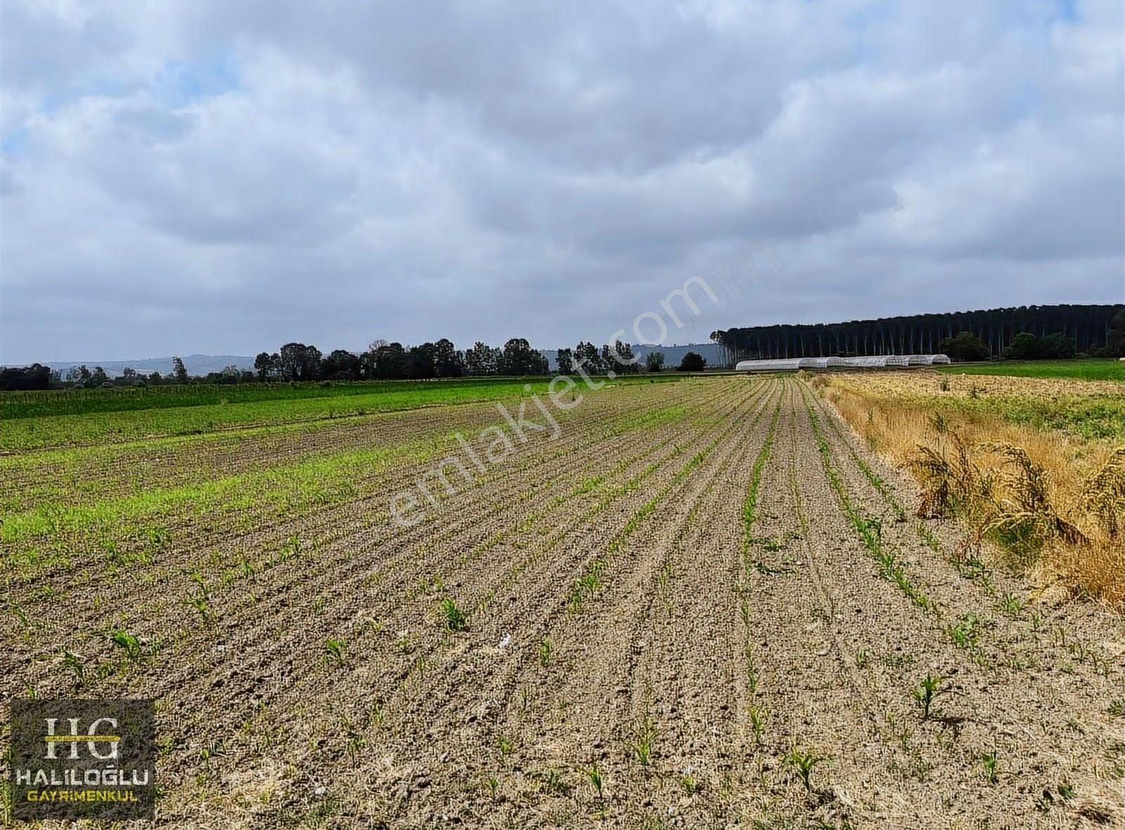 ️ Ferizli Sinanoğlu Ovasında Ana Yola Yakın Yatırımlık - Görsel 5