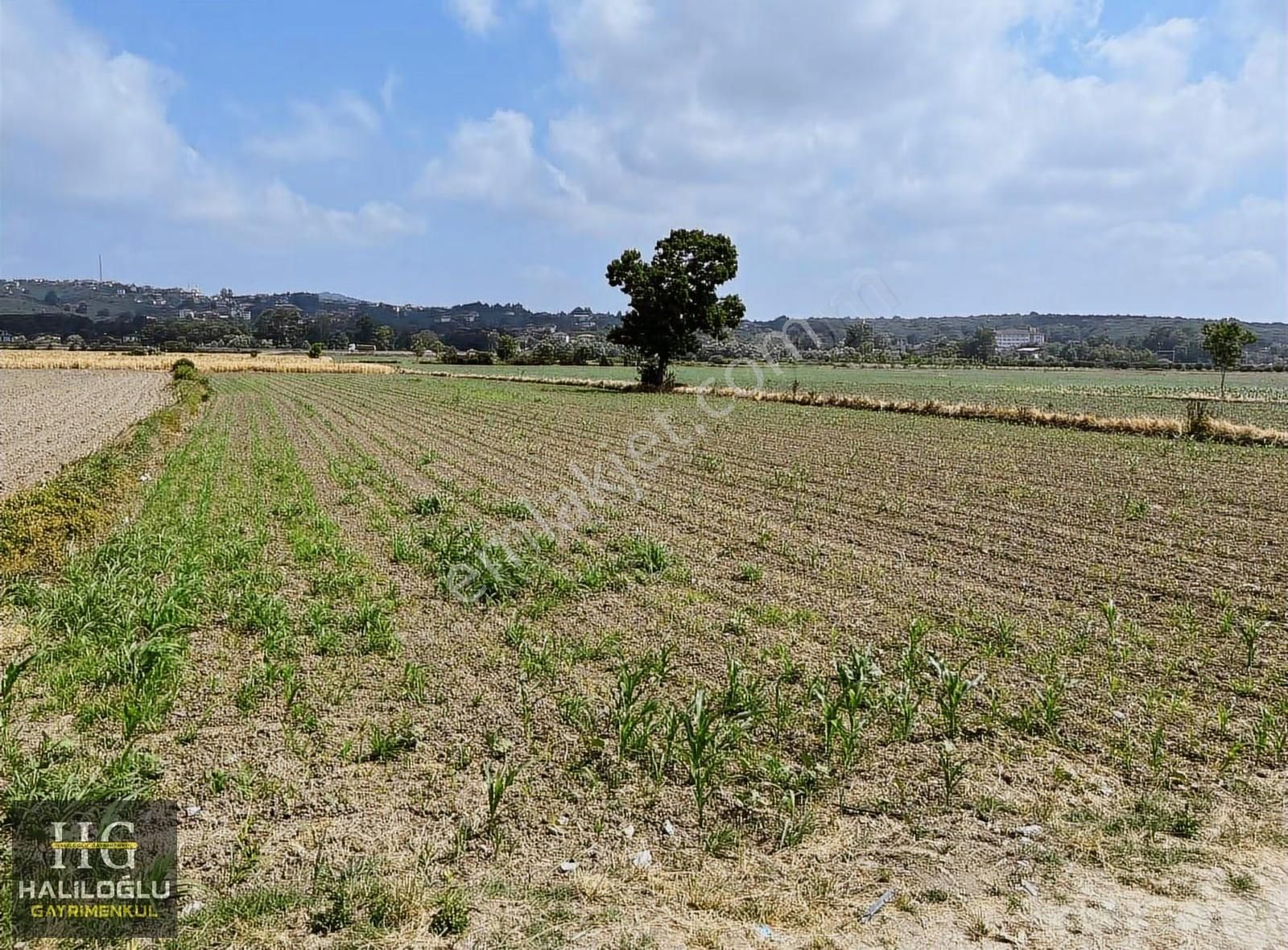 ️ Ferizli Sinanoğlu Ovasında Ana Yola Yakın Yatırımlık - Görsel 2