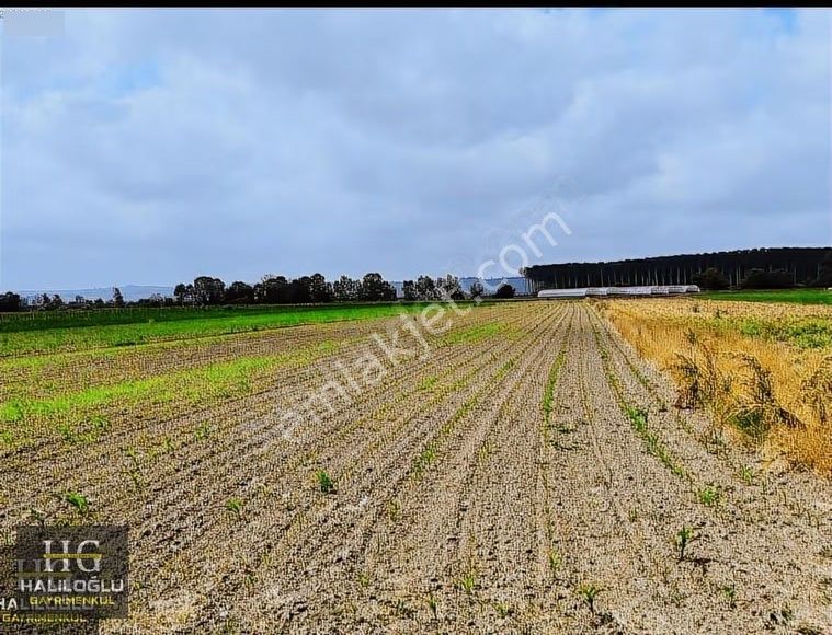 Ferizli Sinanoğlu Ovasında Ana Yola Yakın Yatırımlık Arsa - Görsel 4