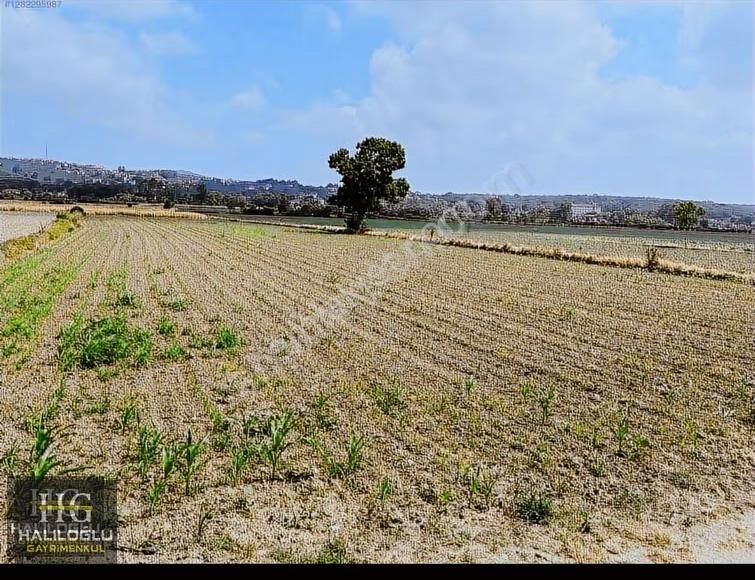 Ferizli Sinanoğlu Ovasında Ana Yola Yakın Yatırımlık Arsa - Görsel 3