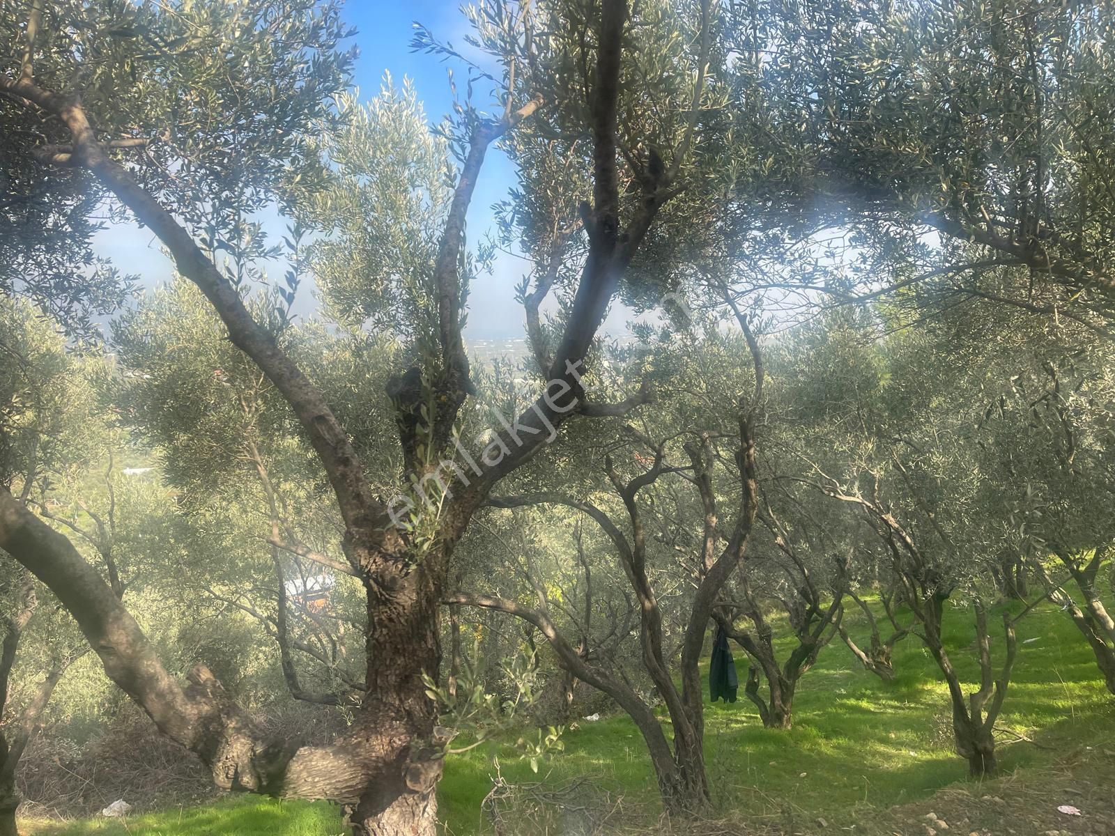 Kemalpaşa Aşağıkızılca Satılık 1758 M2 Tek Tapu Zeytinlik - Görsel 8