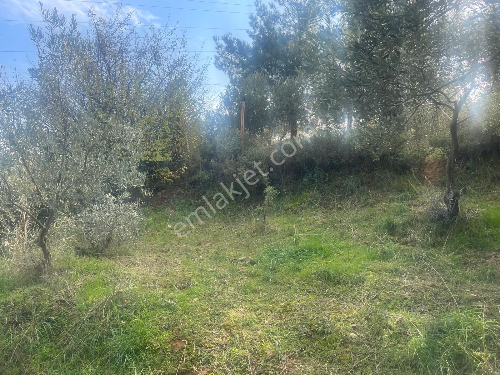 Kemalpaşa Aşağıkızılca Satılık 1758 M2 Tek Tapu Zeytinlik - Görsel 7