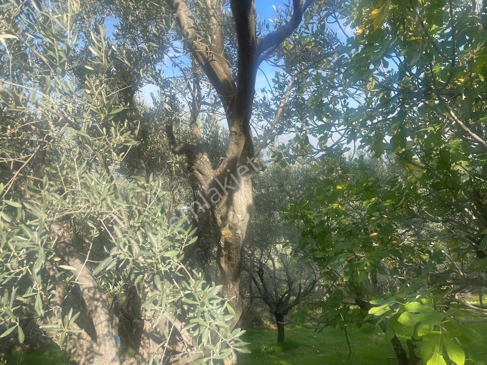 Kemalpaşa Aşağıkızılca Satılık 1758 M2 Tek Tapu Zeytinlik - Görsel 24