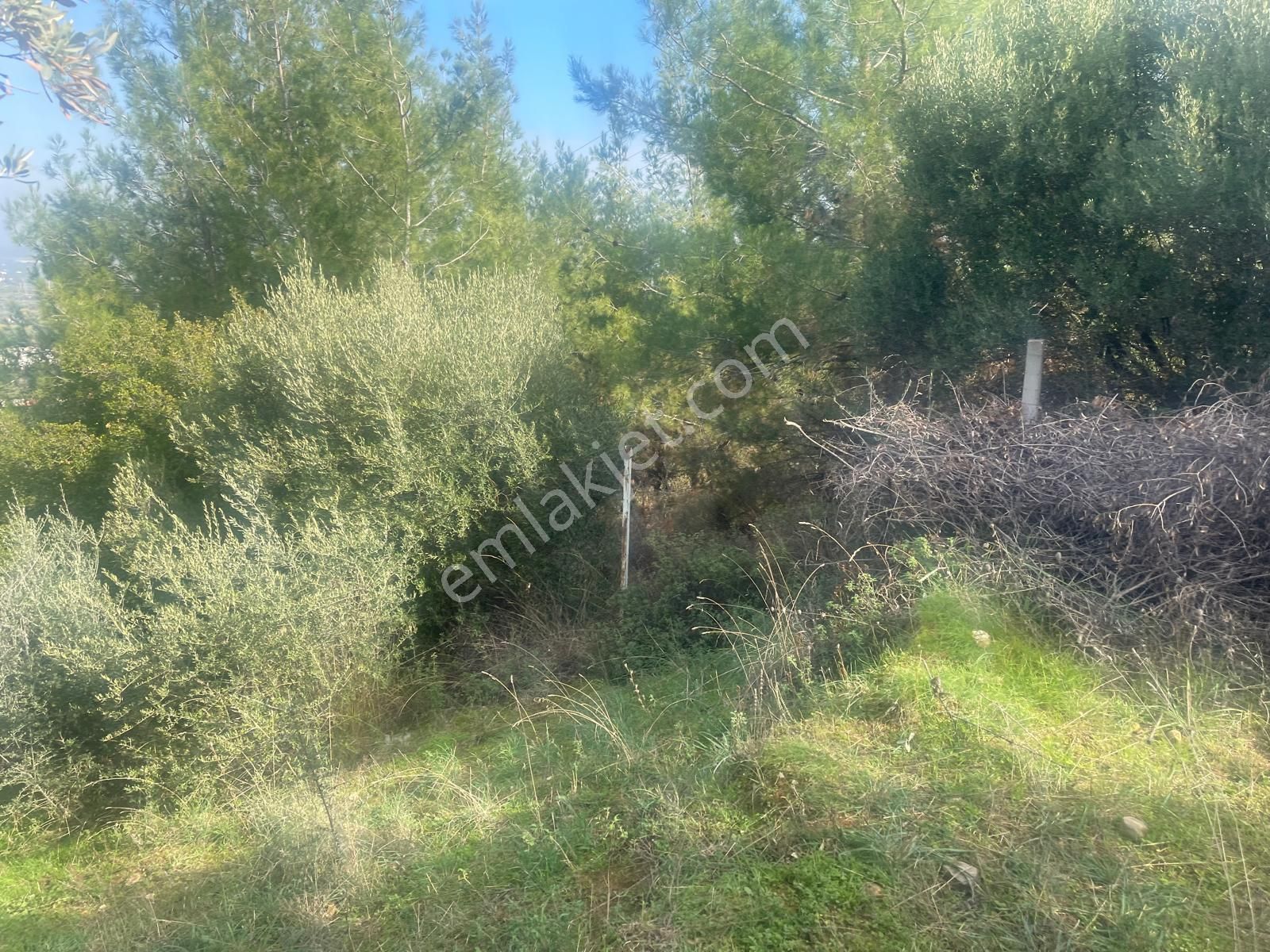 Kemalpaşa Aşağıkızılca Satılık 1758 M2 Tek Tapu Zeytinlik - Görsel 9