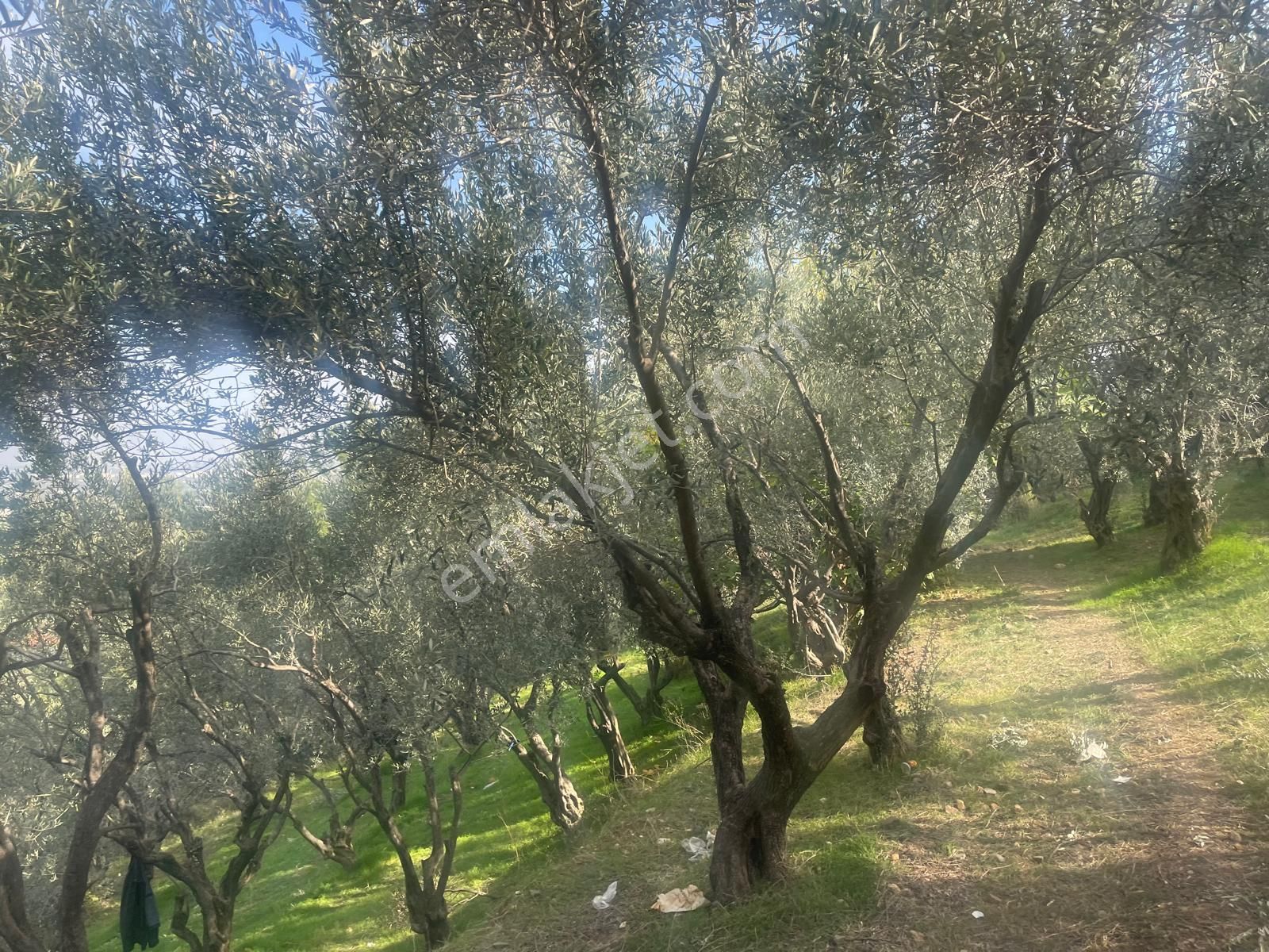 Kemalpaşa Aşağıkızılca Satılık 1758 M2 Tek Tapu Zeytinlik - Görsel 23