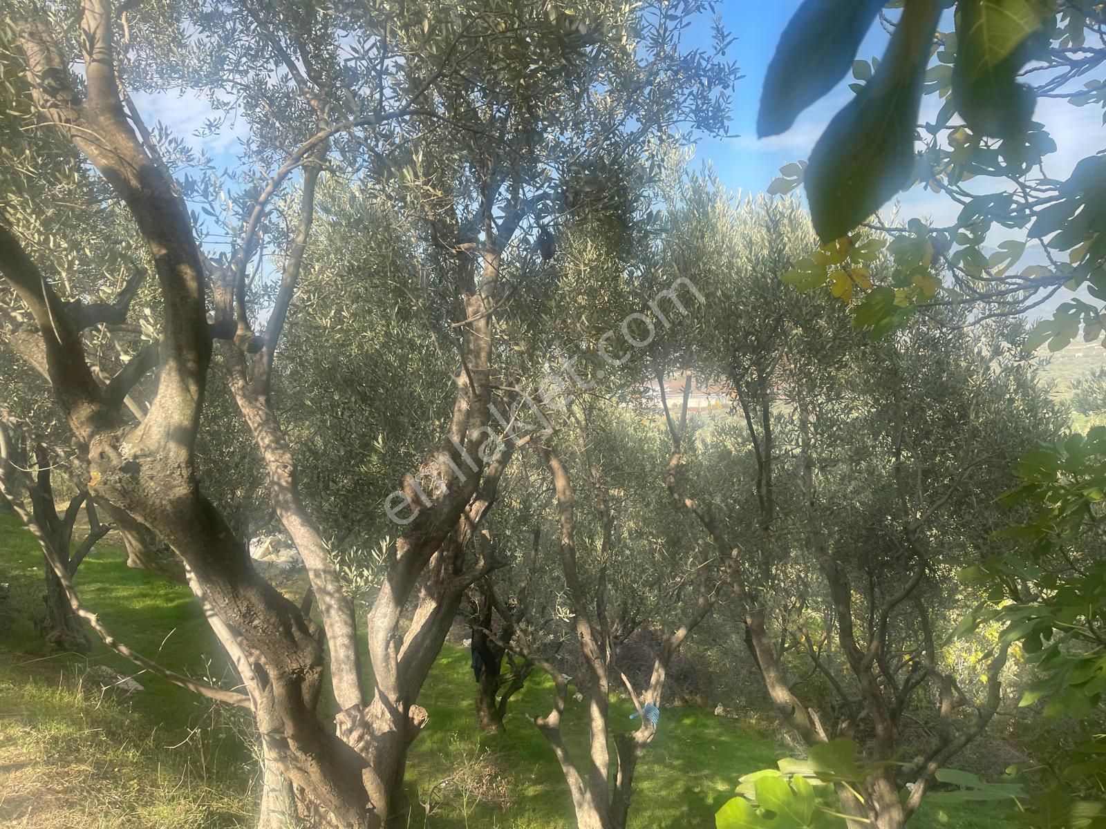 Kemalpaşa Aşağıkızılca Satılık 1758 M2 Tek Tapu Zeytinlik - Görsel 17