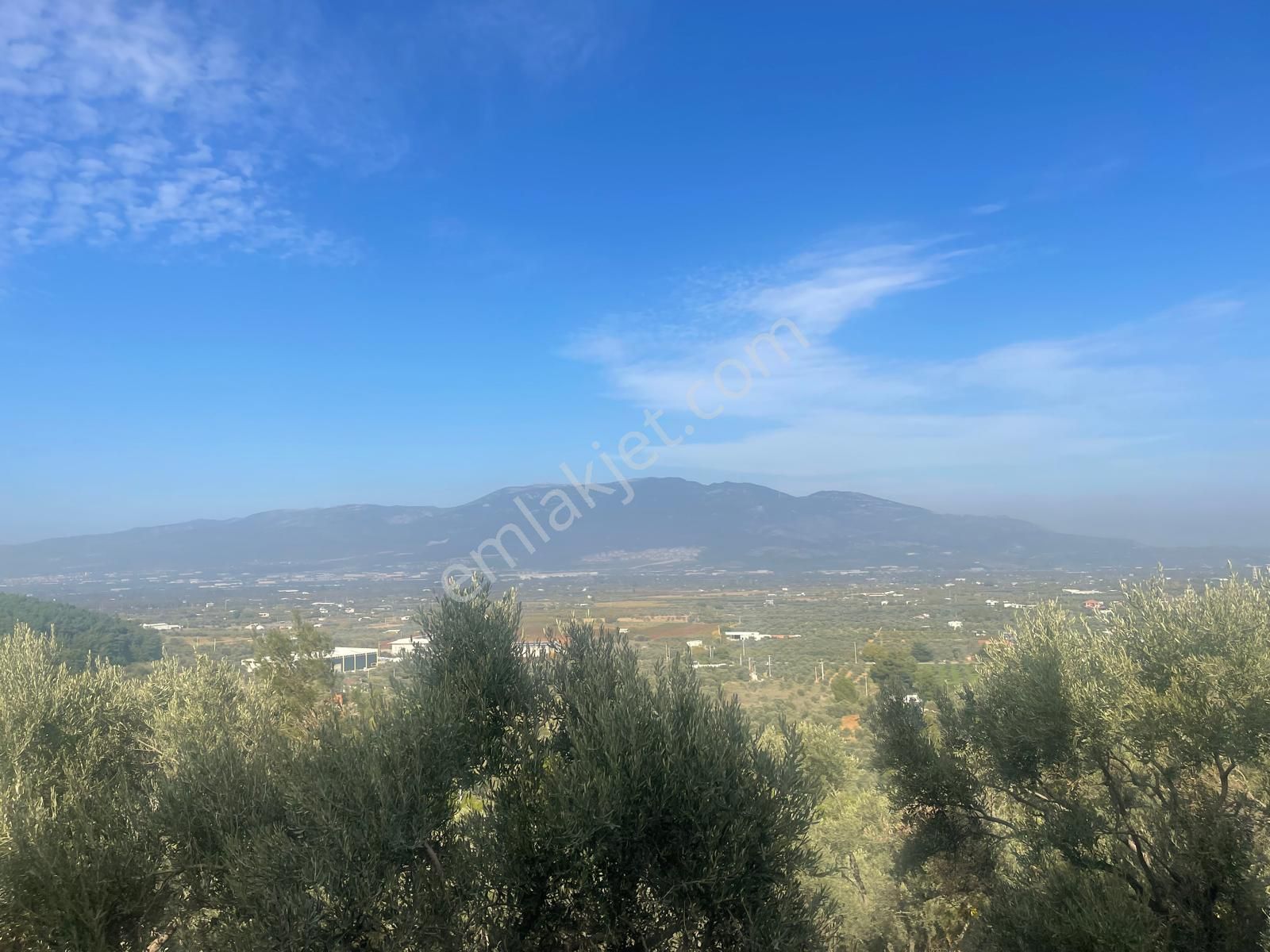 Kemalpaşa Aşağıkızılca Satılık 1758 M2 Tek Tapu Zeytinlik - Görsel 35