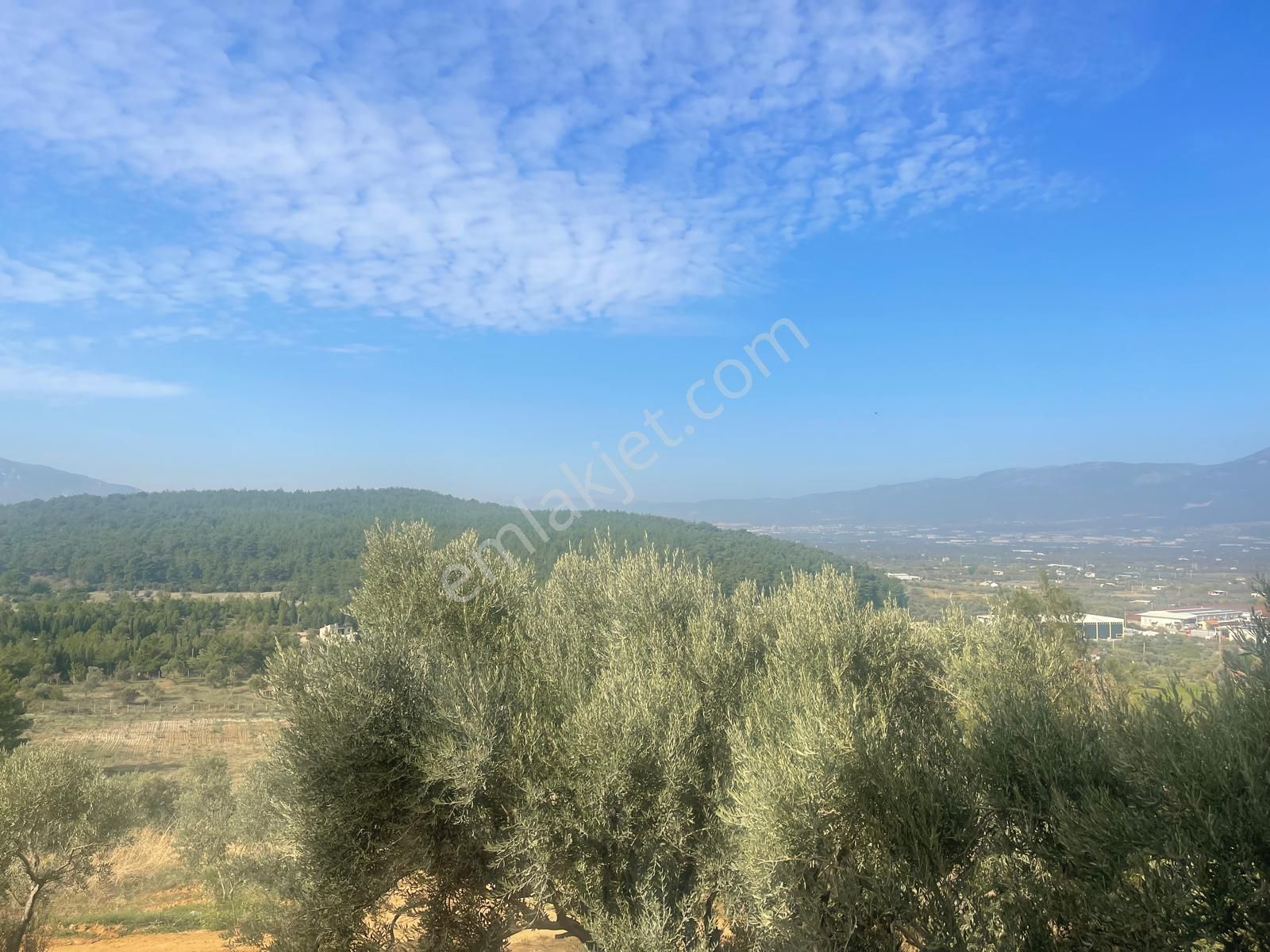Kemalpaşa Aşağıkızılca Satılık 1758 M2 Tek Tapu Zeytinlik - Görsel 30