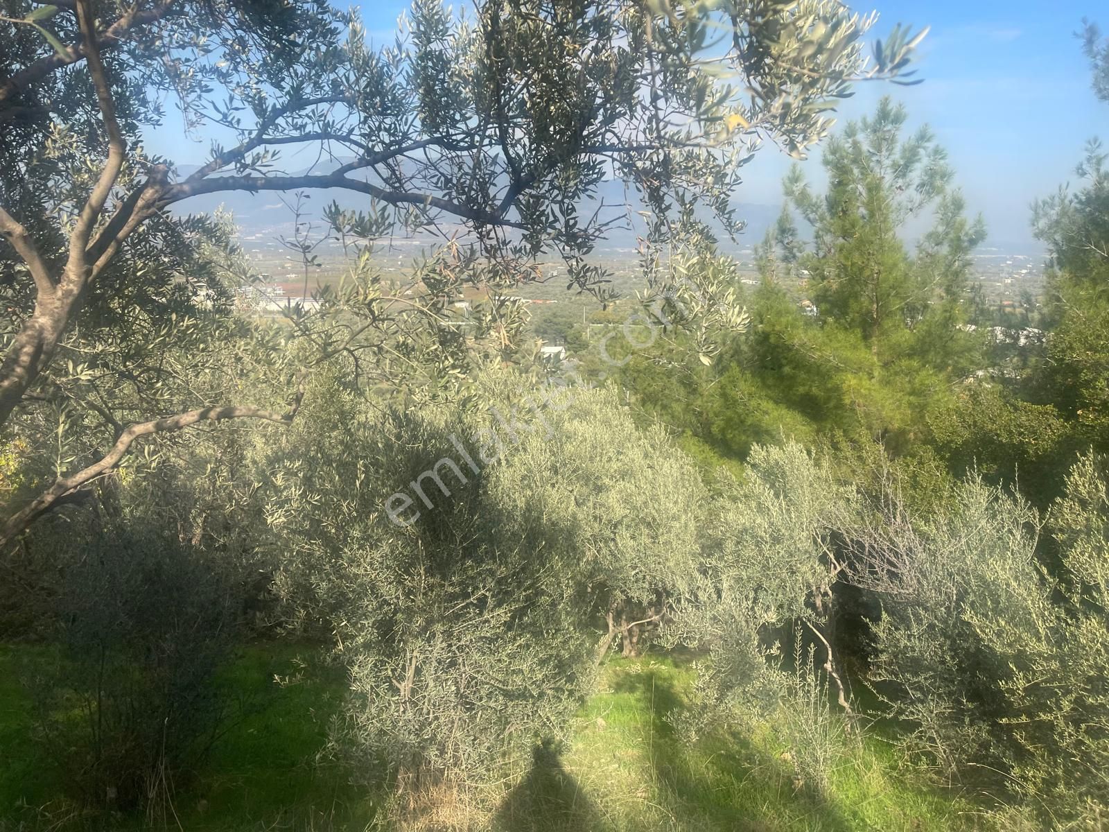 Kemalpaşa Aşağıkızılca Satılık 1758 M2 Tek Tapu Zeytinlik - Görsel 20