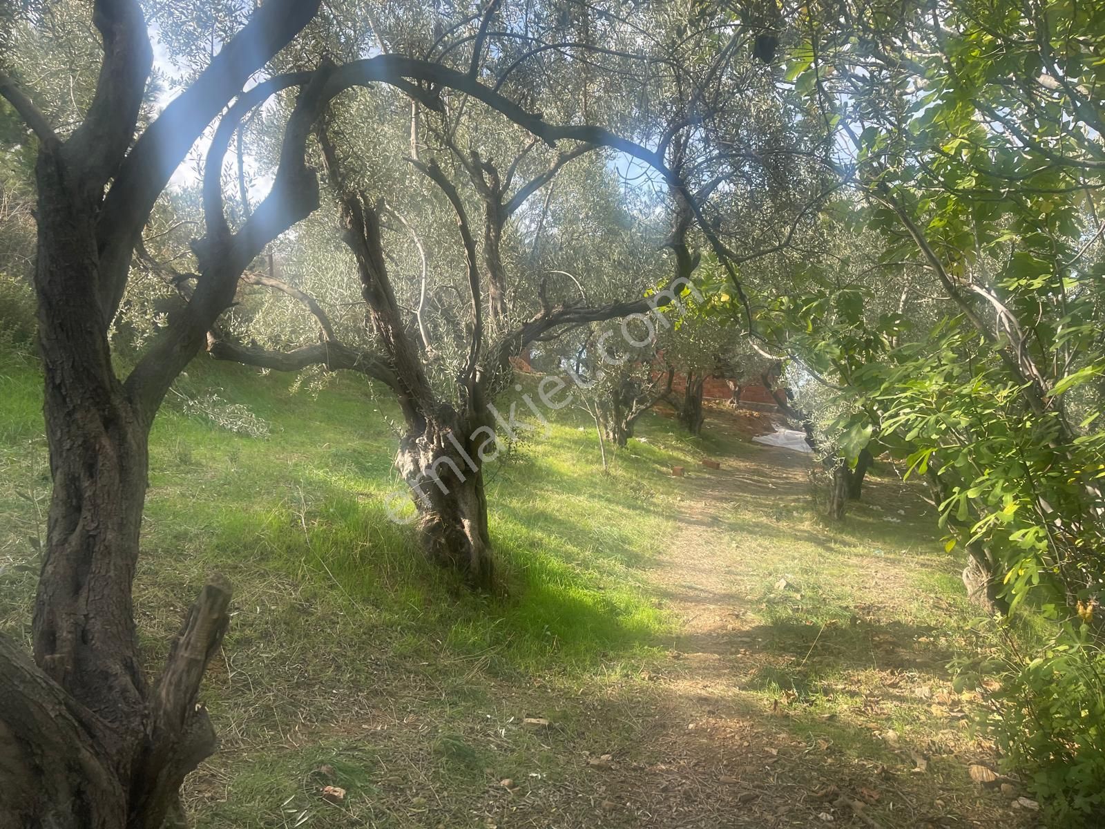 Kemalpaşa Aşağıkızılca Satılık 1758 M2 Tek Tapu Zeytinlik - Görsel 4