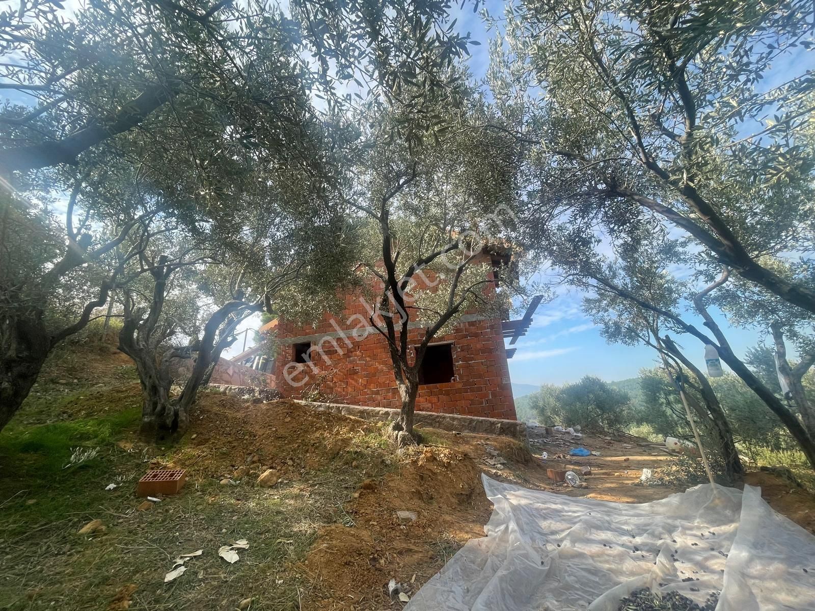Kemalpaşa Aşağıkızılca Satılık 1758 M2 Tek Tapu Zeytinlik - Görsel 6