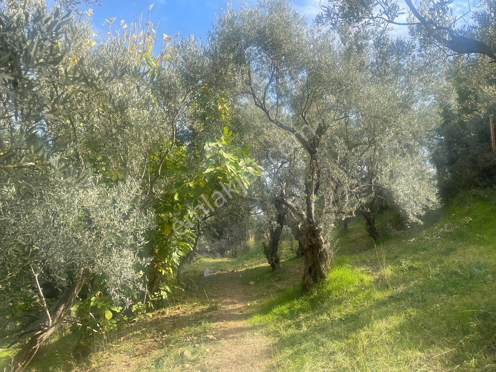 Kemalpaşa Aşağıkızılca Satılık 1758 M2 Tek Tapu Zeytinlik - Görsel 22
