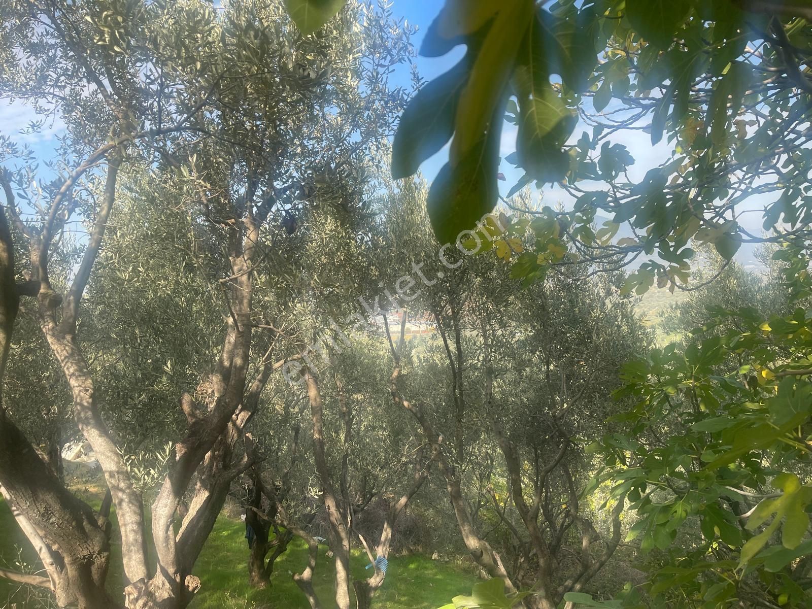 Kemalpaşa Aşağıkızılca Satılık 1758 M2 Tek Tapu Zeytinlik - Görsel 21