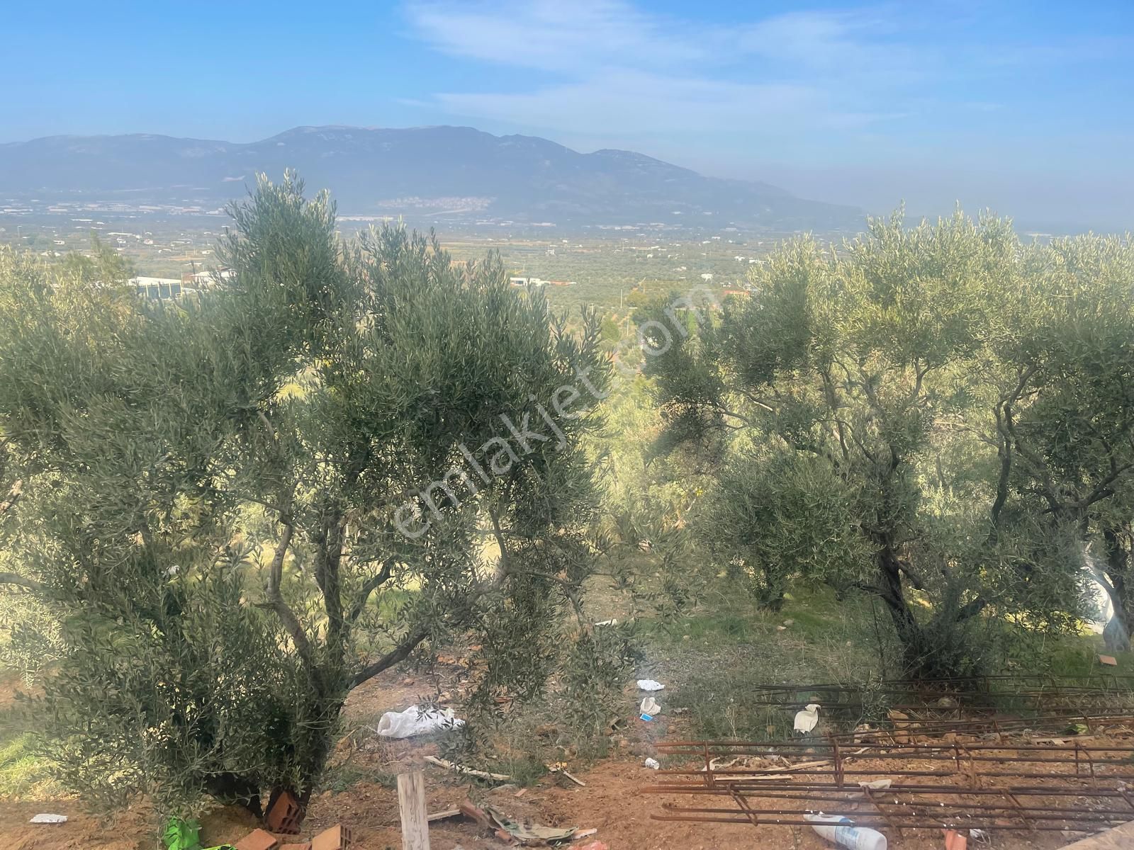 Kemalpaşa Aşağıkızılca Satılık 1758 M2 Tek Tapu Zeytinlik - Görsel 29