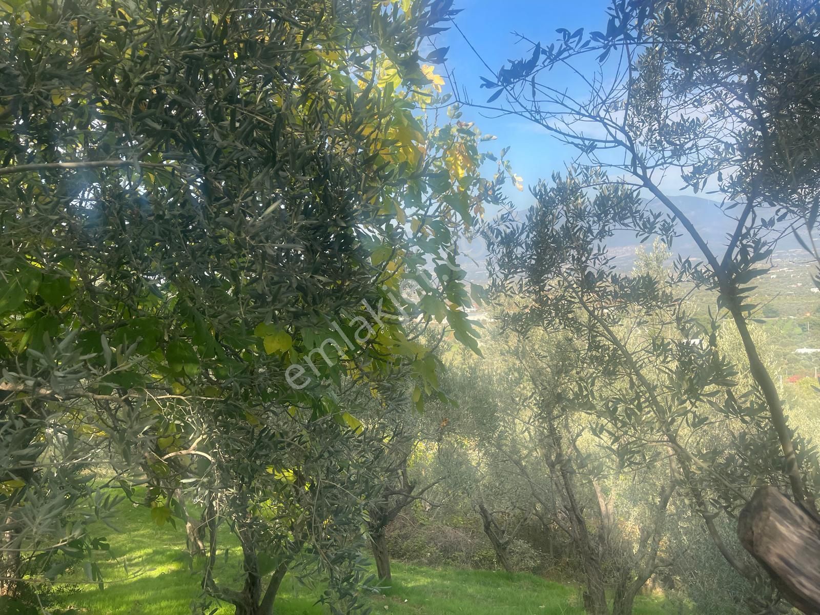 Kemalpaşa Aşağıkızılca Satılık 1758 M2 Tek Tapu Zeytinlik - Görsel 5