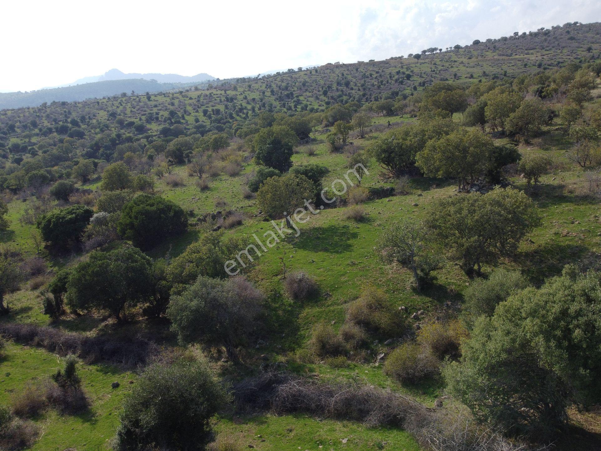 İzmir Bergama Üçtepe Mah. Fırsat Tarla - Görsel 19