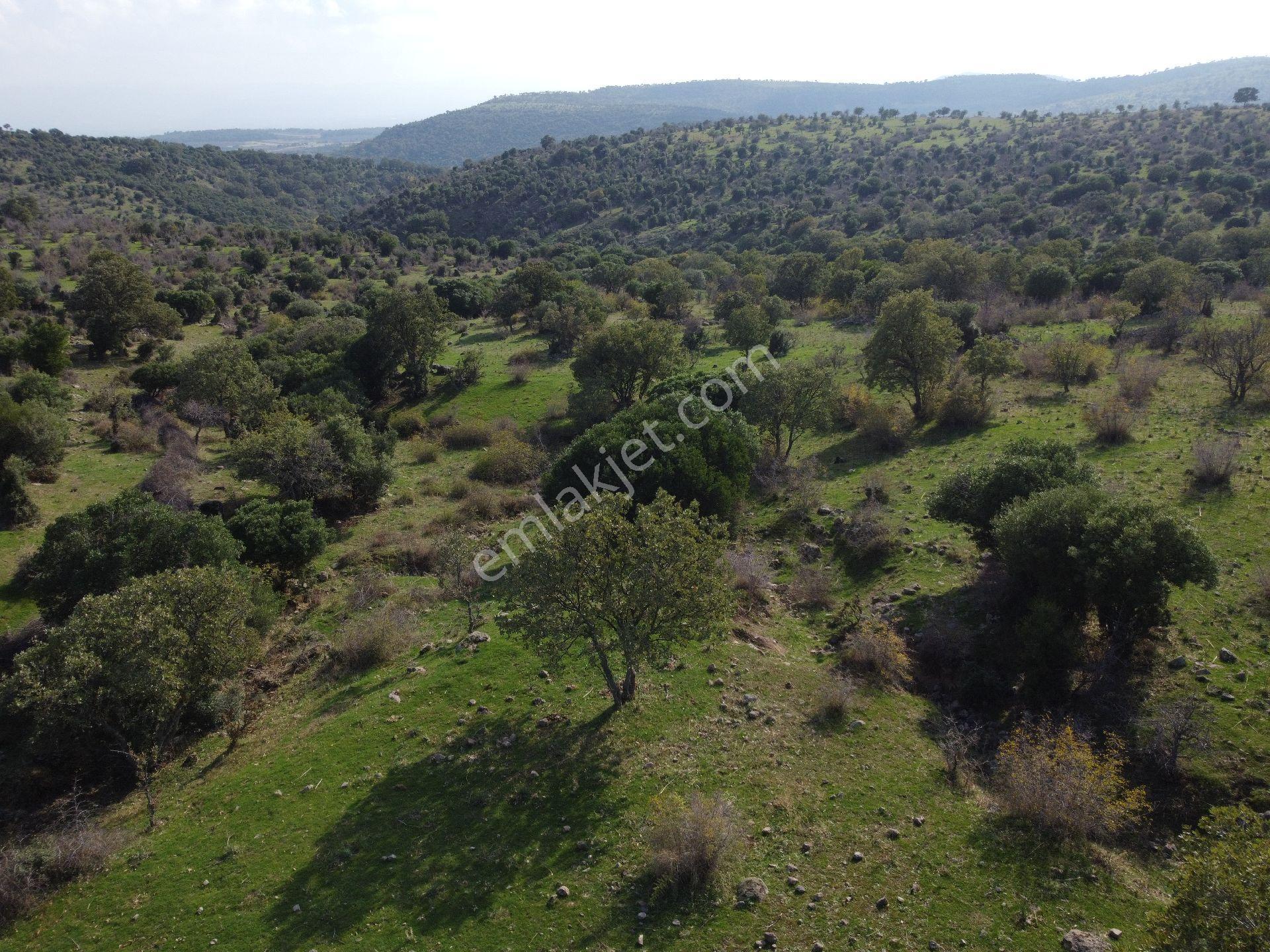 İzmir Bergama Üçtepe Mah. Fırsat Tarla - Görsel 23
