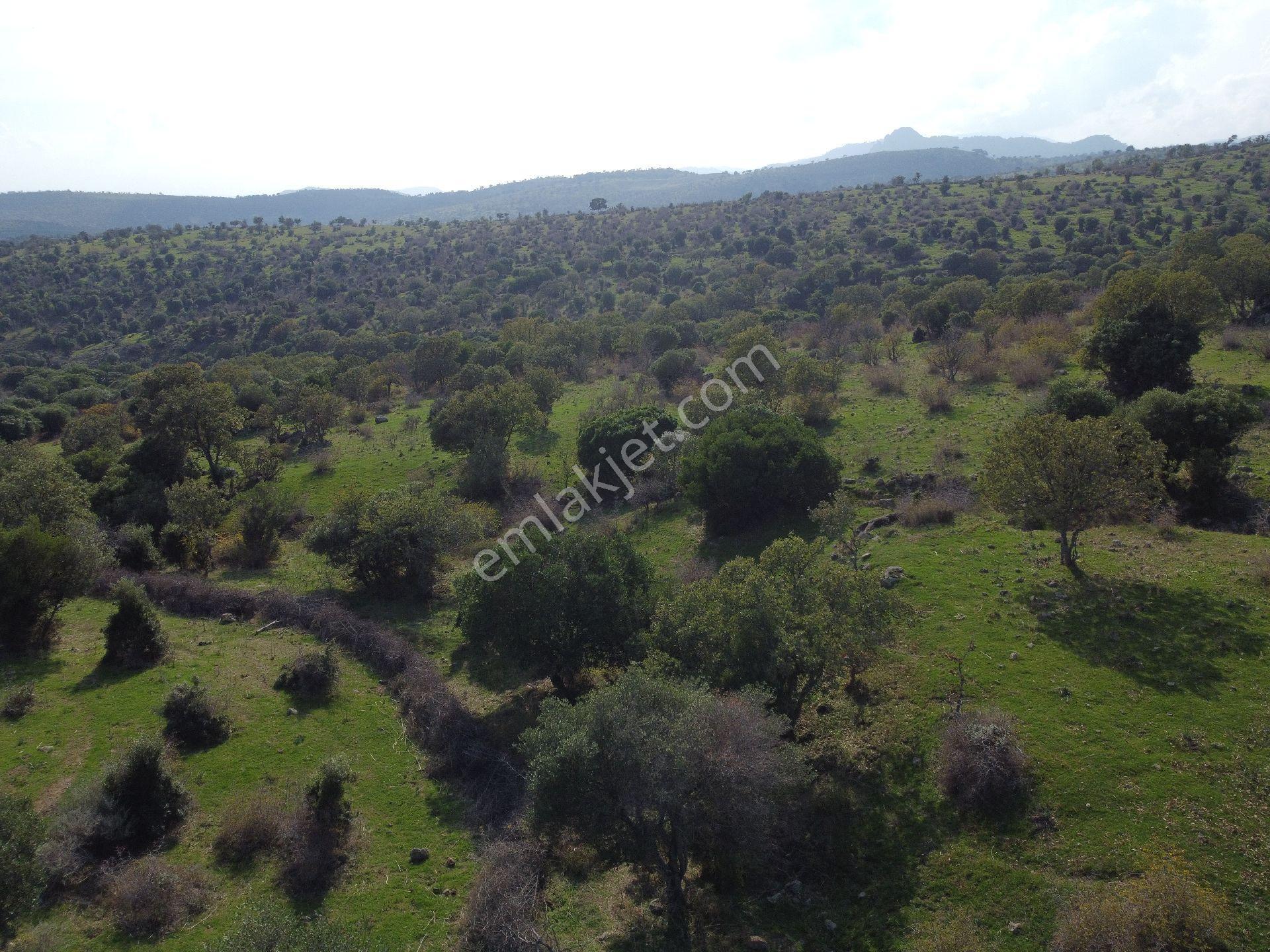 İzmir Bergama Üçtepe Mah. Fırsat Tarla - Görsel 20