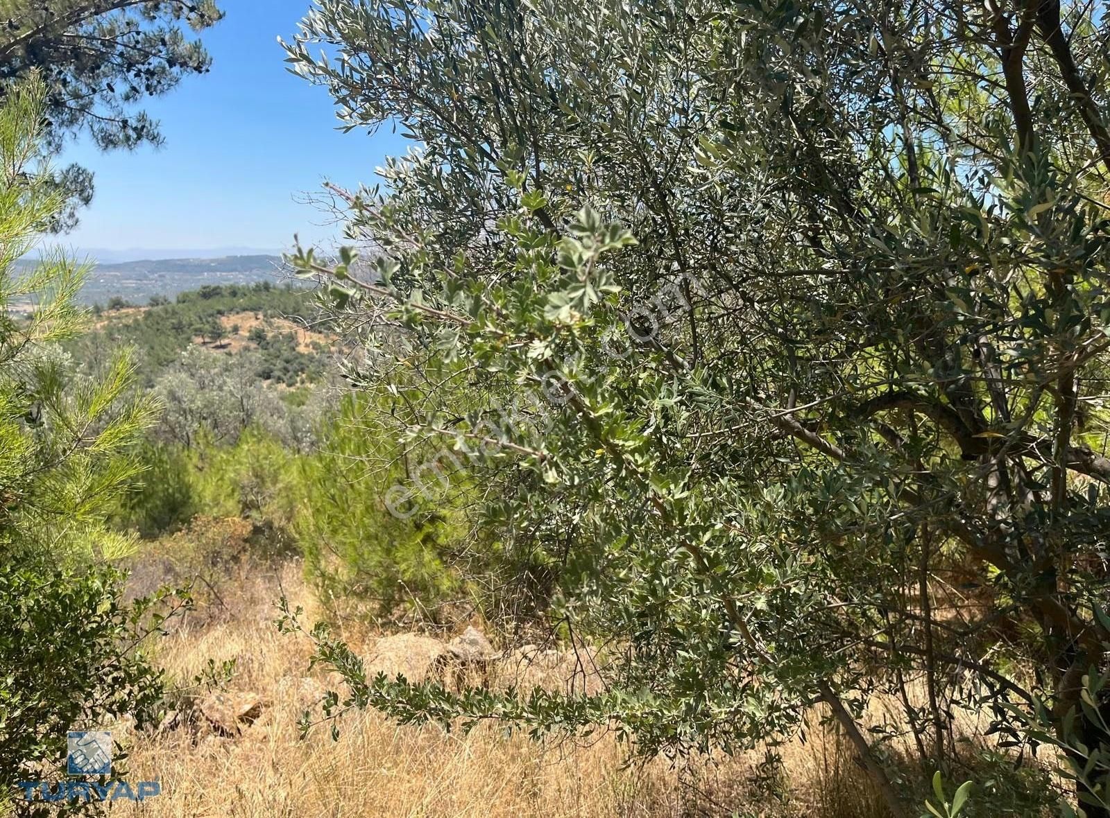 Torbalı Dirmil Mah 4902m2 Tek Tapu Satılık Zeytinlik - Görsel 11
