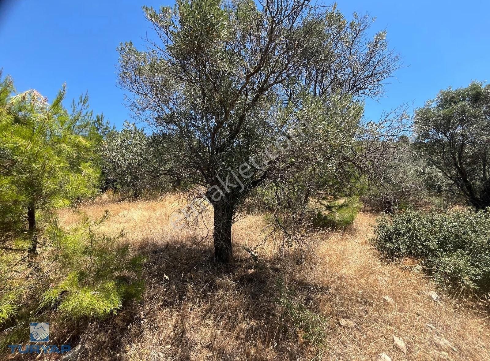 Torbalı Dirmil Mah 4902m2 Tek Tapu Satılık Zeytinlik - Görsel 17