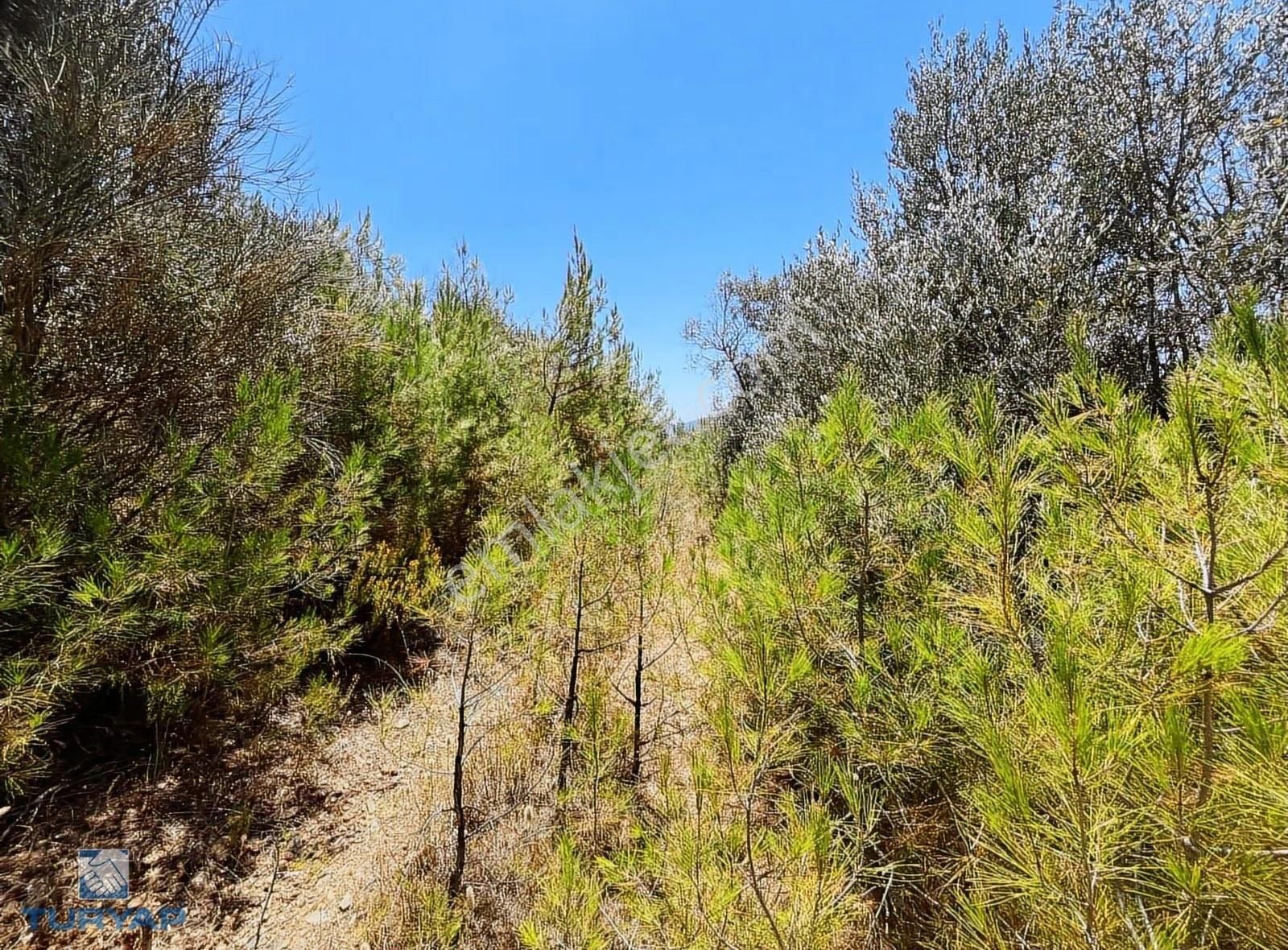 Torbalı Dirmil Mah 4902m2 Tek Tapu Satılık Zeytinlik - Görsel 5