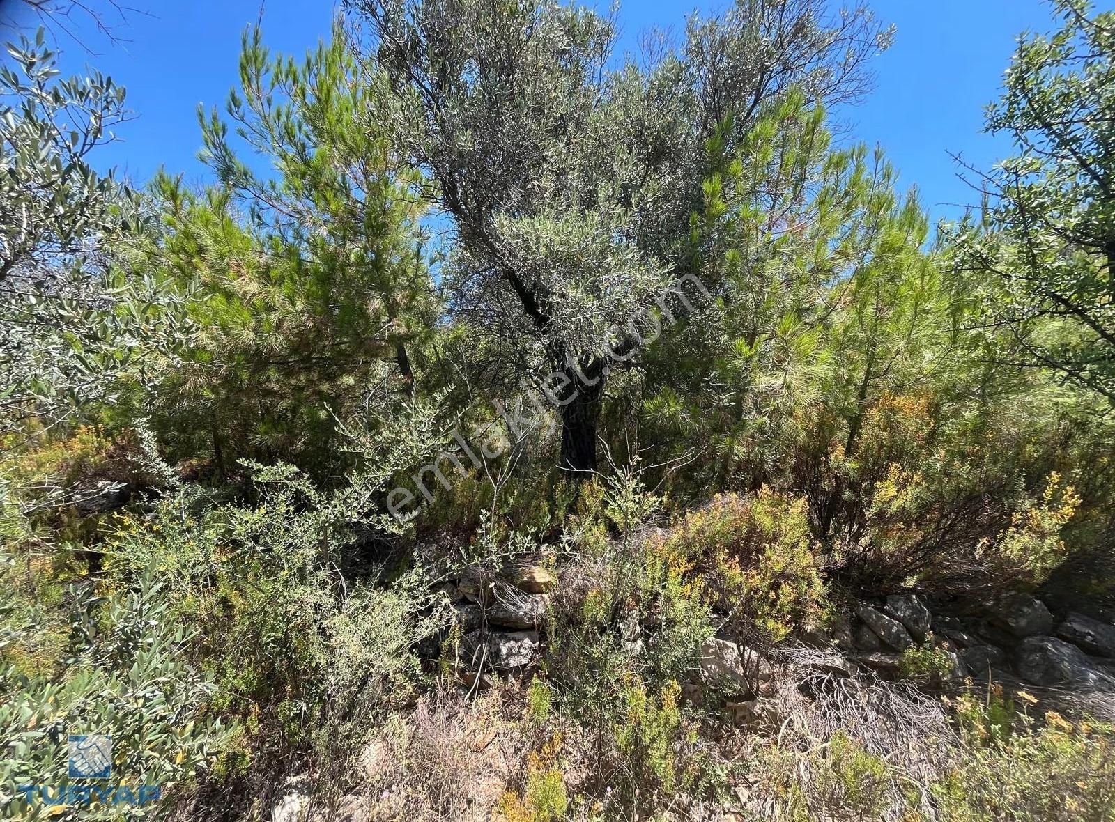 Torbalı Dirmil Mah 4902m2 Tek Tapu Satılık Zeytinlik - Görsel 28