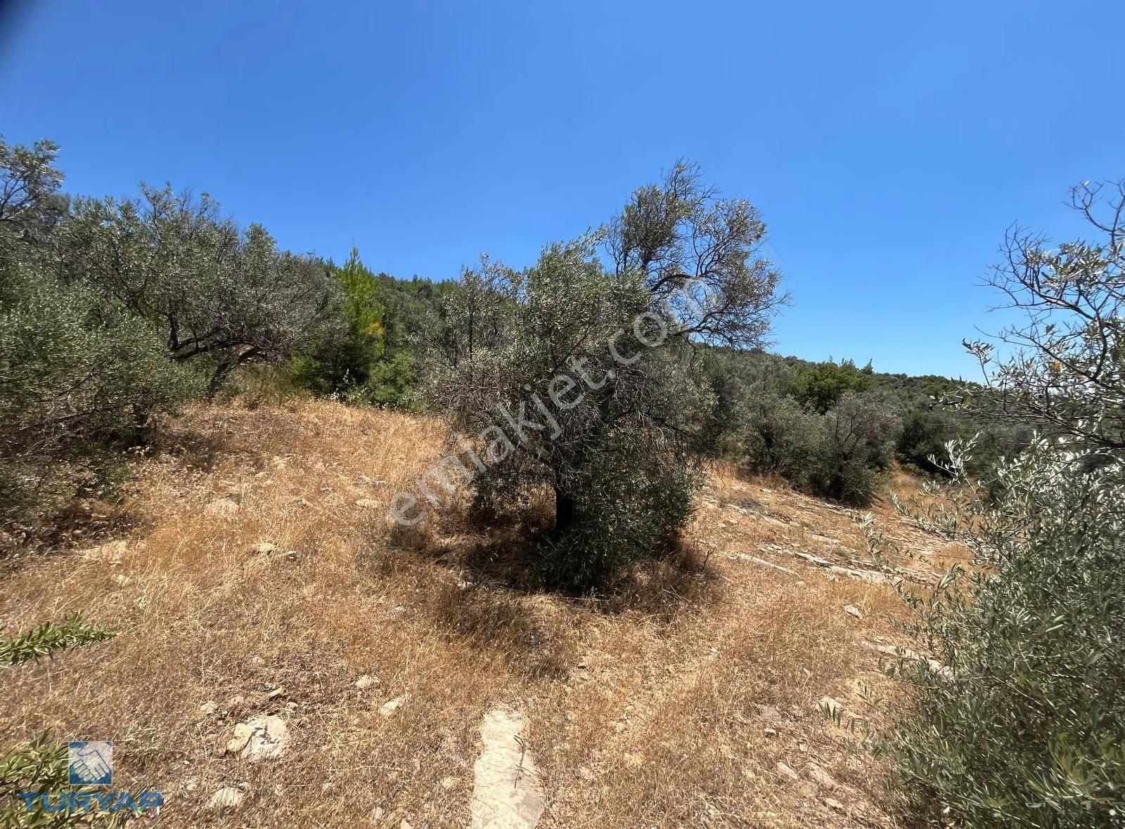 Torbalı Dirmil Mah 4902m2 Tek Tapu Satılık Zeytinlik
