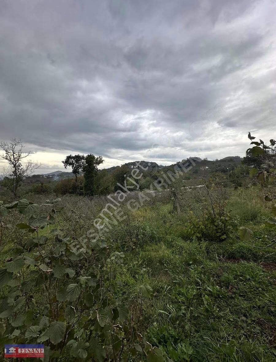 Kiralık Fındık Bah.fatsa Aşağıtepe Köyü Depo Yapımına Uygun - Görsel 6