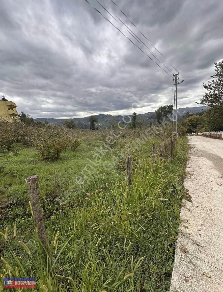 Kiralık Fındık Bah.fatsa Aşağıtepe Köyü Depo Yapımına Uygun - Görsel 7