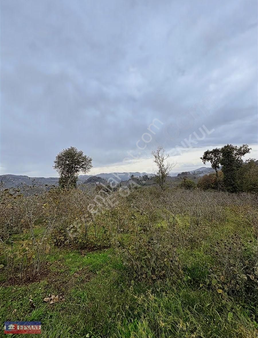 Kiralık Fındık Bah.fatsa Aşağıtepe Köyü Depo Yapımına Uygun - Görsel 3