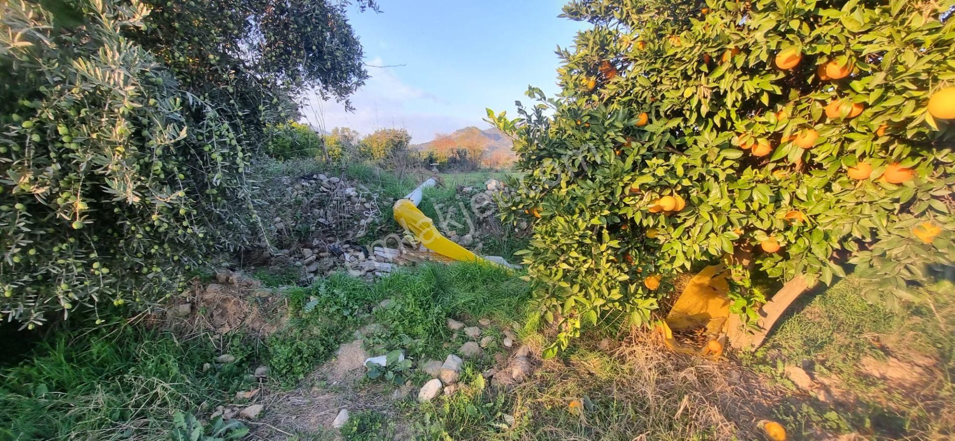 Tombul Emlaktan Aslanlı Mahallesinde Satılık Hobi Bahçesi - Görsel 10