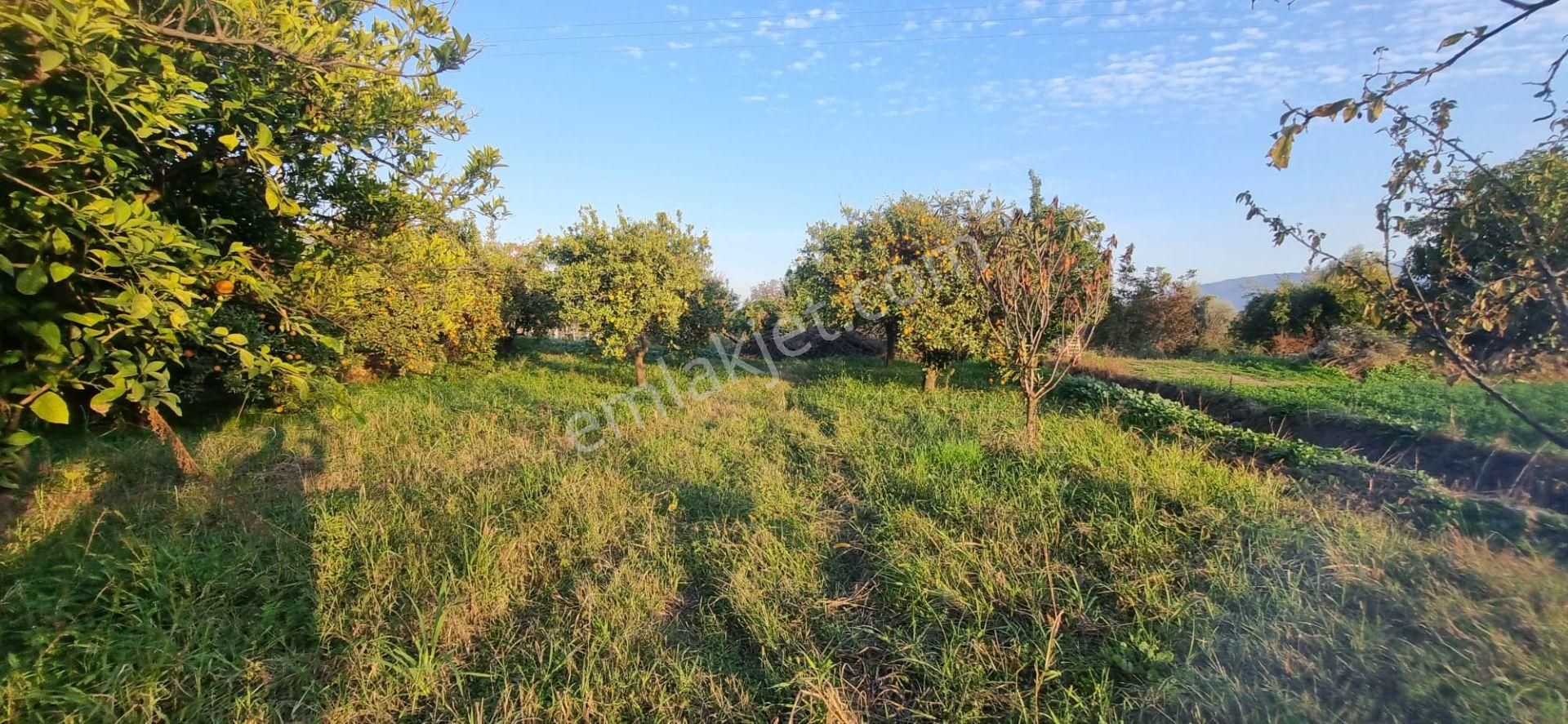Tombul Emlaktan Aslanlı Mahallesinde Satılık Hobi Bahçesi