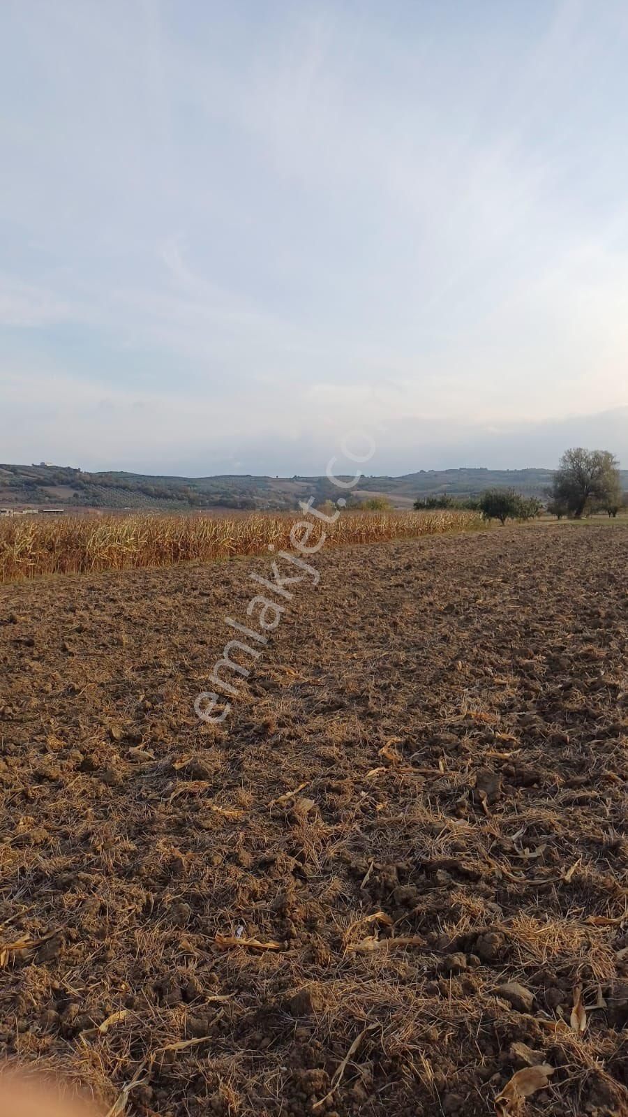 Nilüfer Çaylı Satılık 3250m2 Yolu Yaz Kış Açık Olan Yatırımlık Tarla - Görsel 5