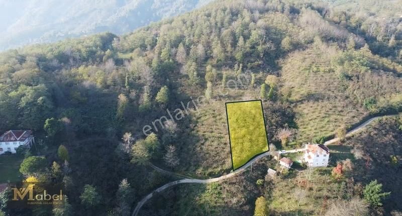 Mabel Gayrimenkul- Perşembe Bolatlı'da Yol Kenarı Fındık Bahçesi - Görsel 3