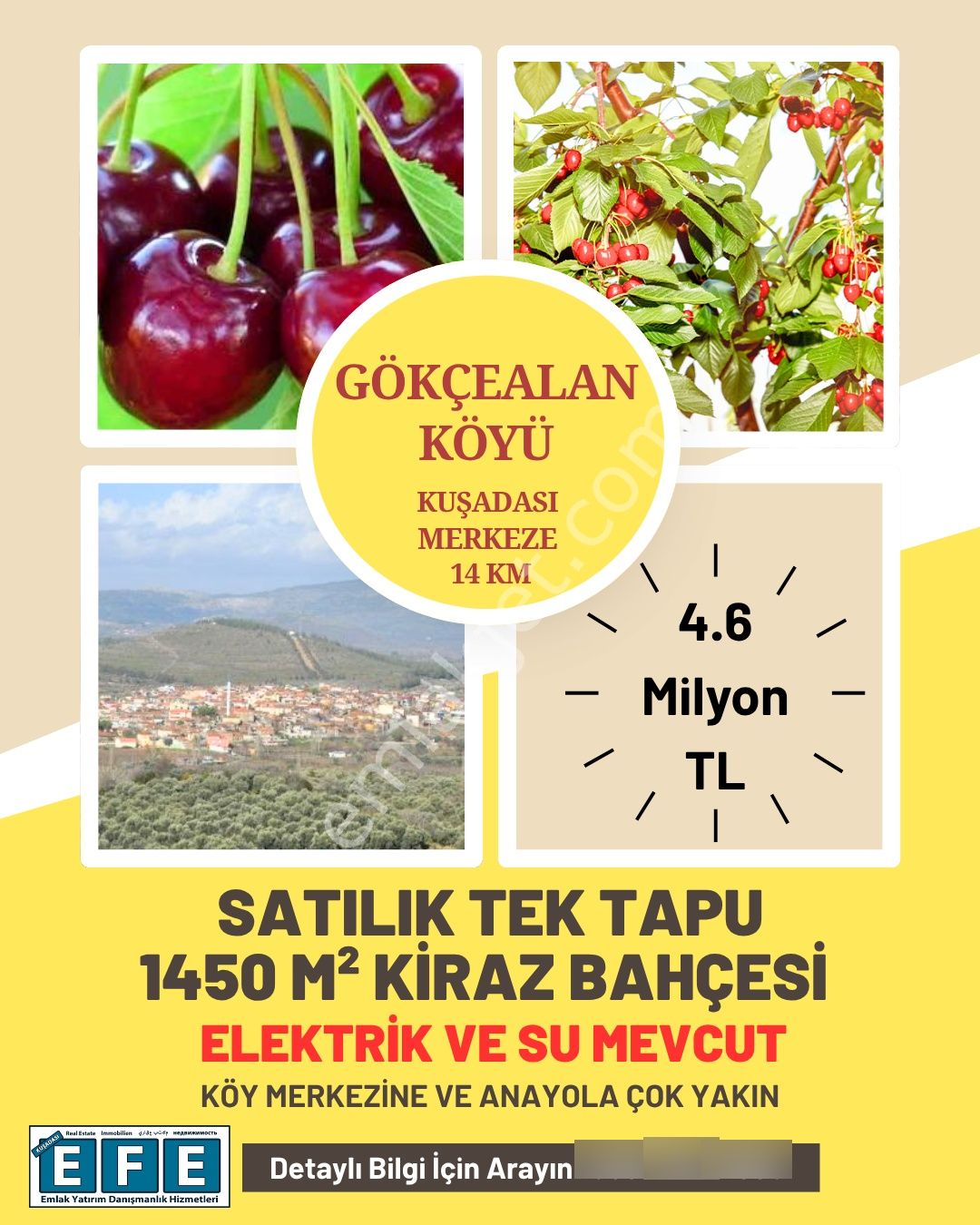 Gökçealan'da Tek Tapu Zeytinlik - Görsel 2